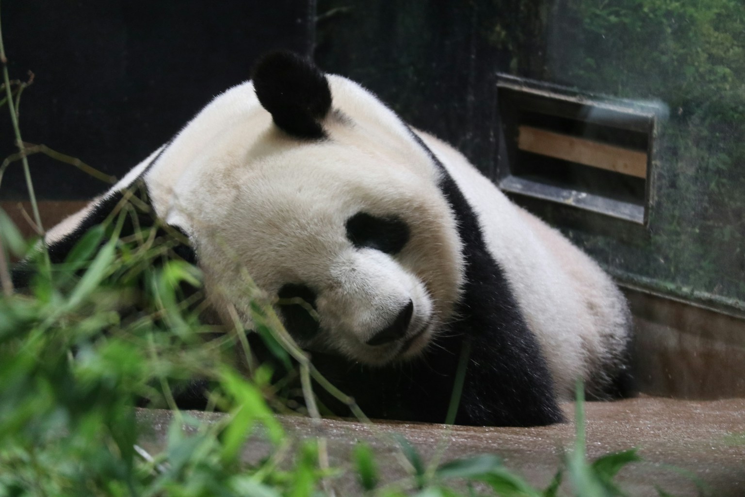 熊貓在動物園圍欄中的綠色植物中放鬆