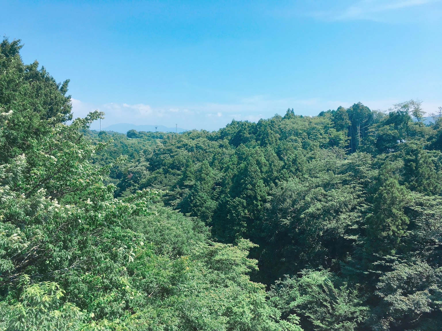 蔚蓝天空下的郁郁葱葱的森林景观