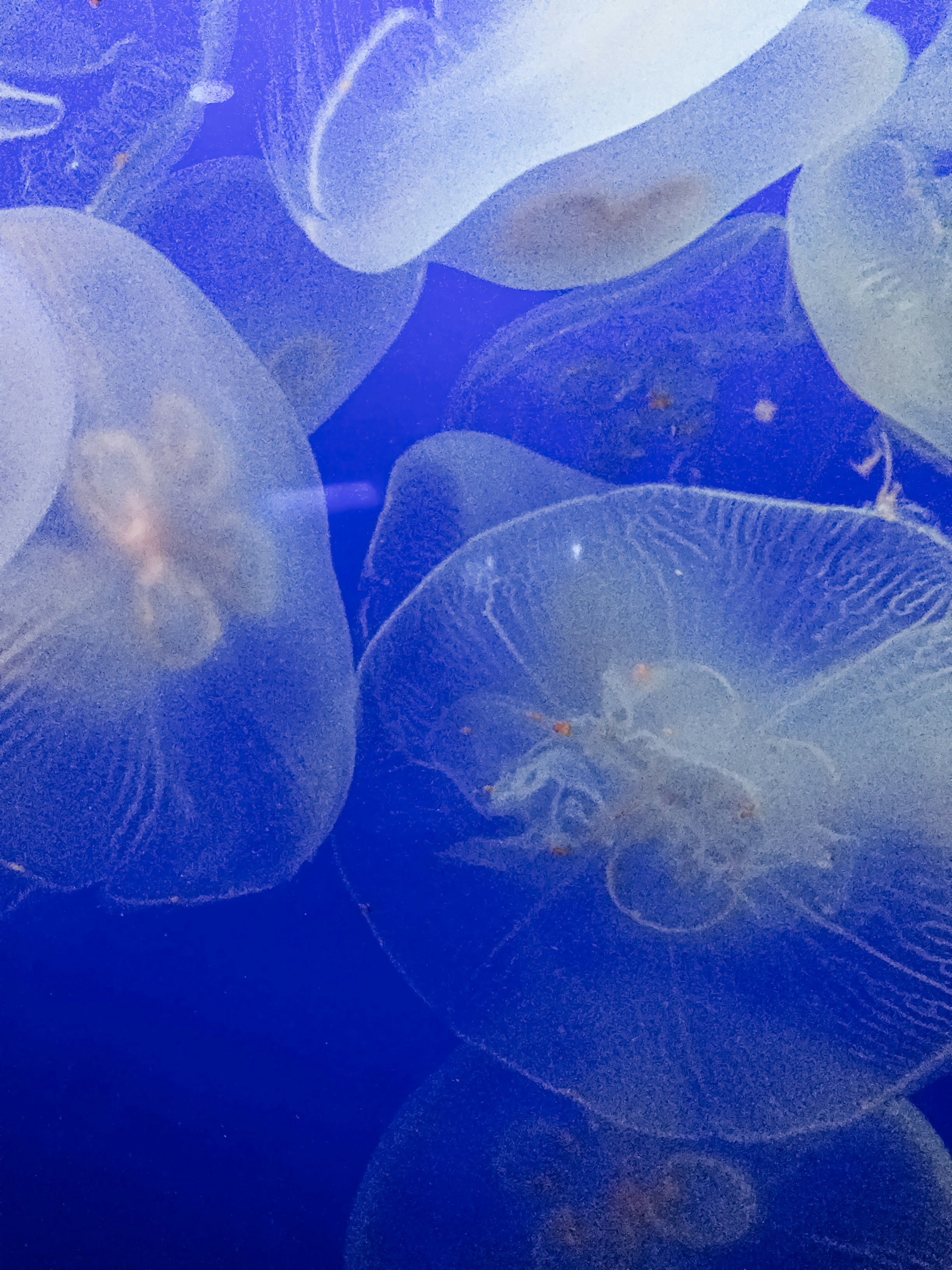 藍色海水中漂浮的水母群