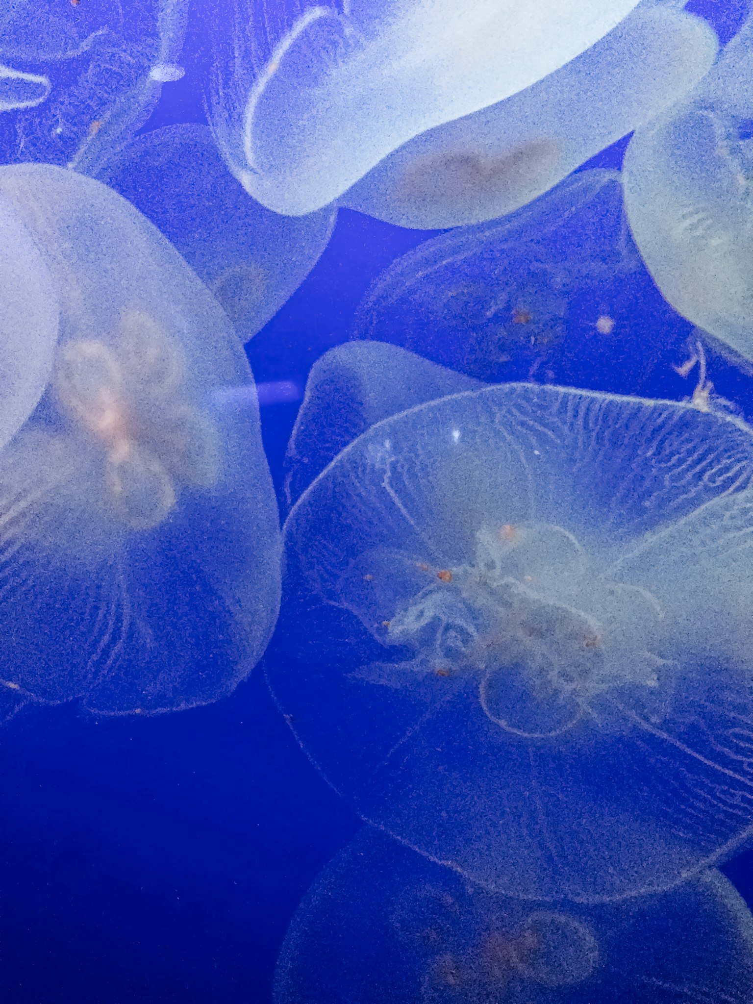 Un grupo de medusas transparentes flotando en agua azul