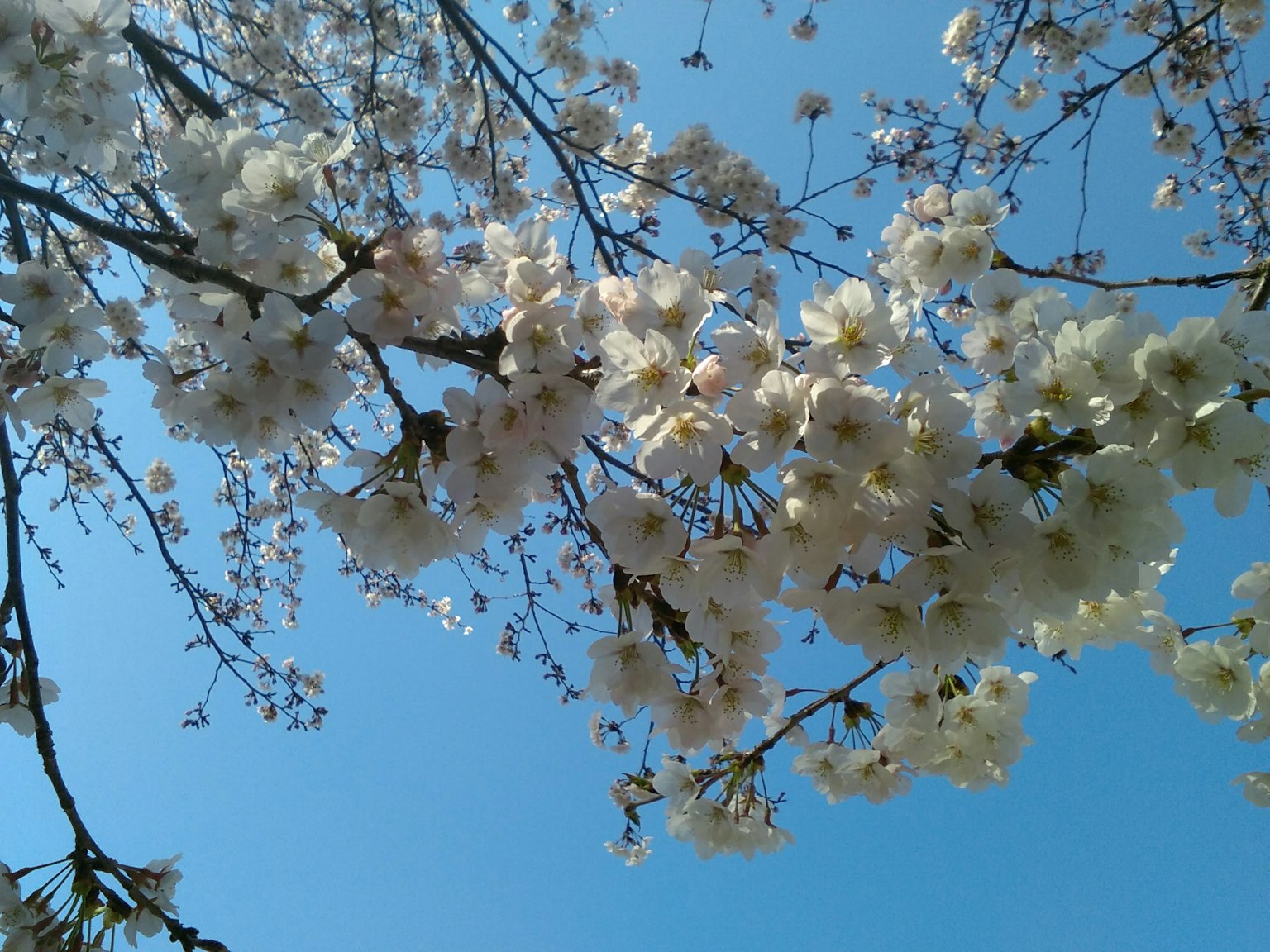 Fiori di ciliegio in piena fioritura sotto un cielo azzurro