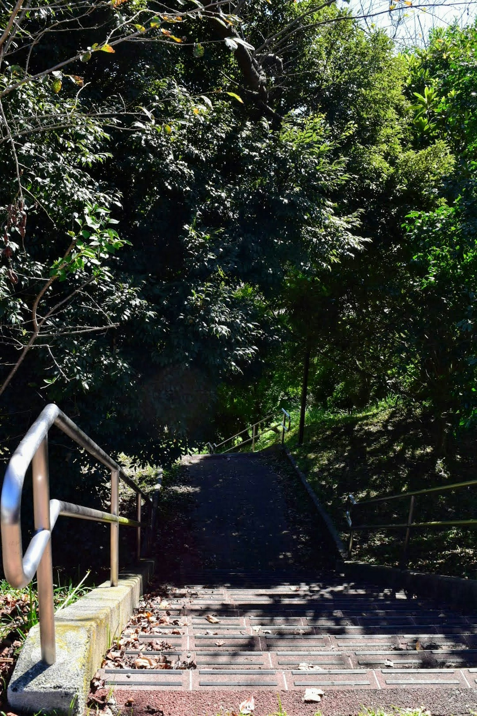 Scala circondata da alberi verdi lussureggianti