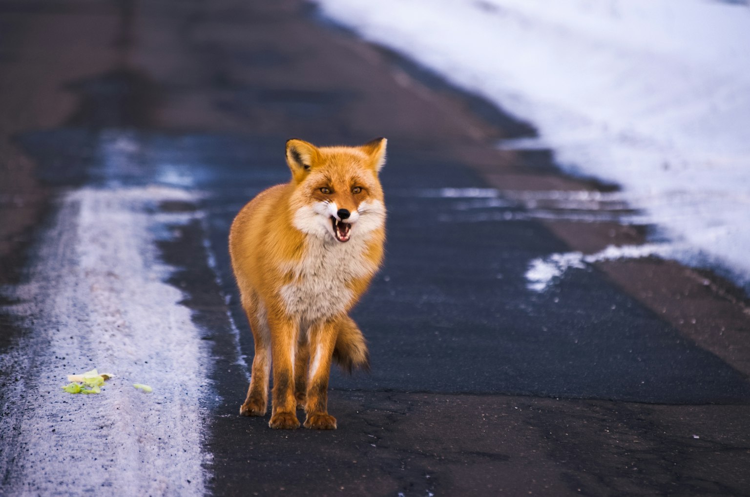 A fox walking on a snowy road