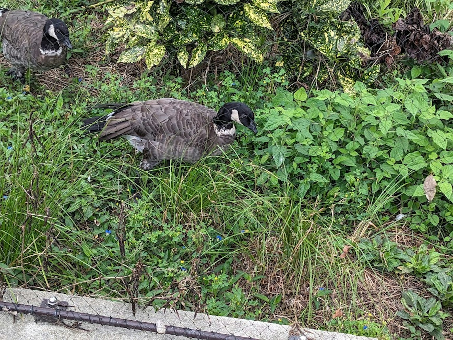 Seekor angsa Kanada di rumput hijau dikelilingi tanaman