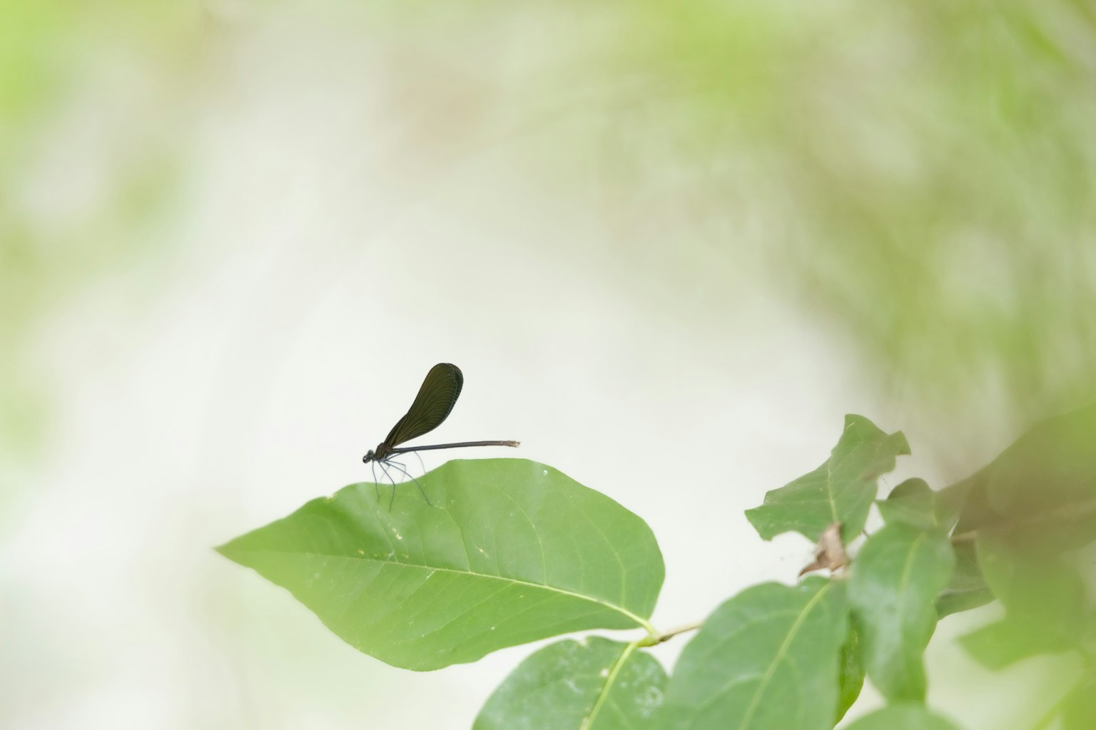 緑の葉の上に止まっている黒いトンボの写真