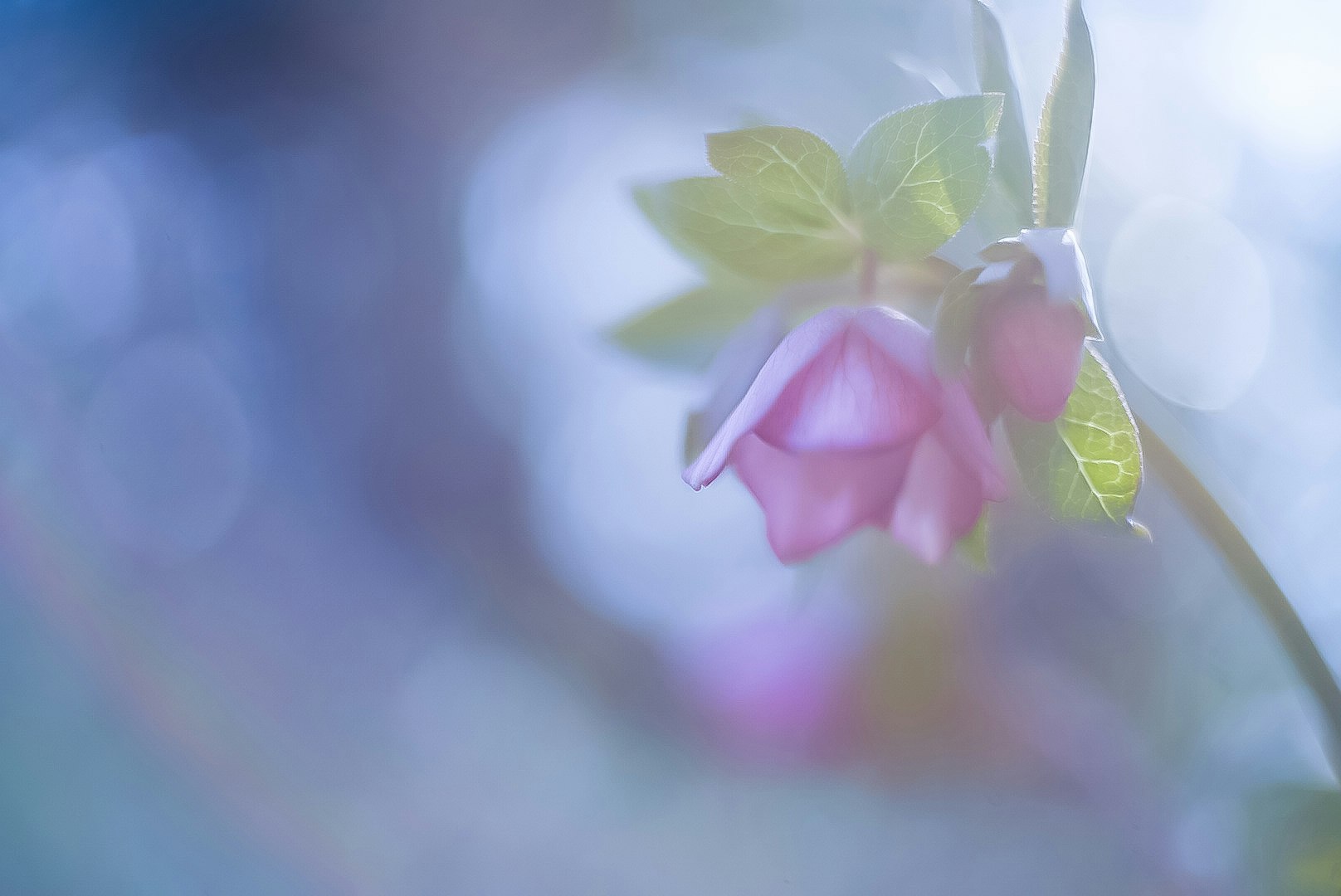 淡い光の中で咲くピンクの花と葉