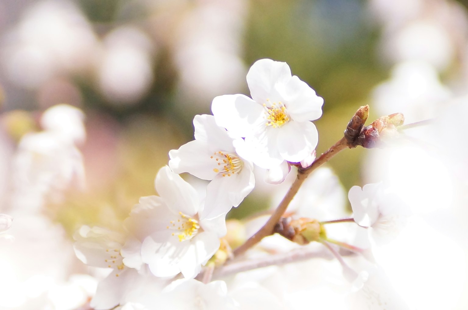 Gros plan de fleurs de cerisier avec des pétales blancs et des centres jaunes