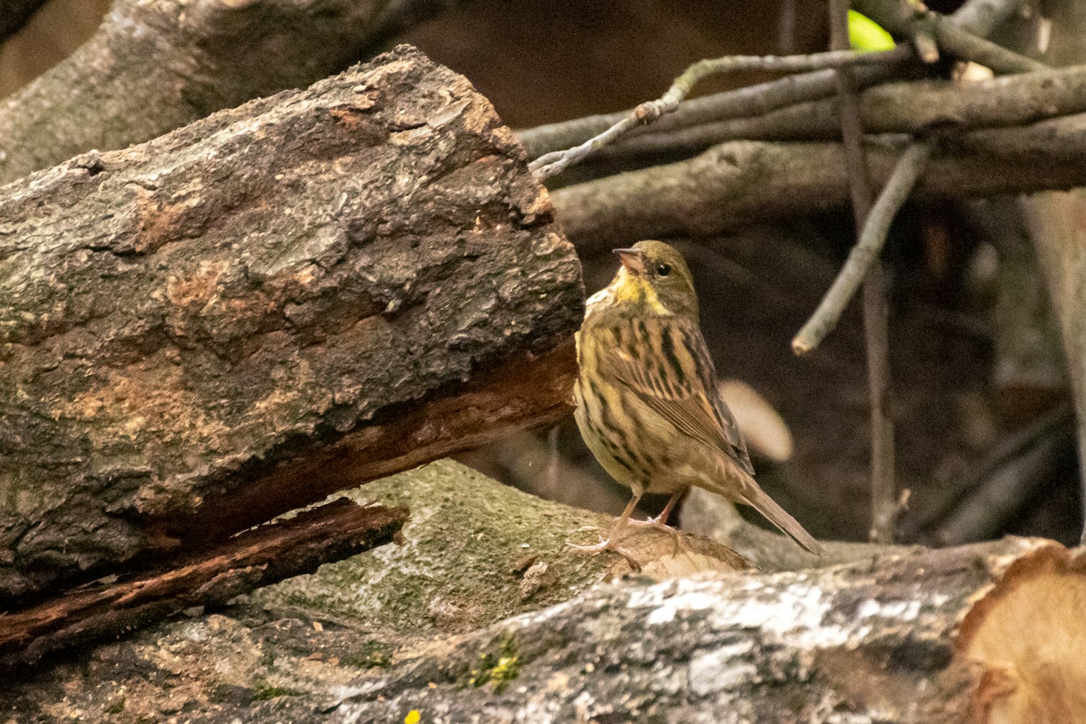 Un piccolo uccello vicino a un tronco tra rami e rametti