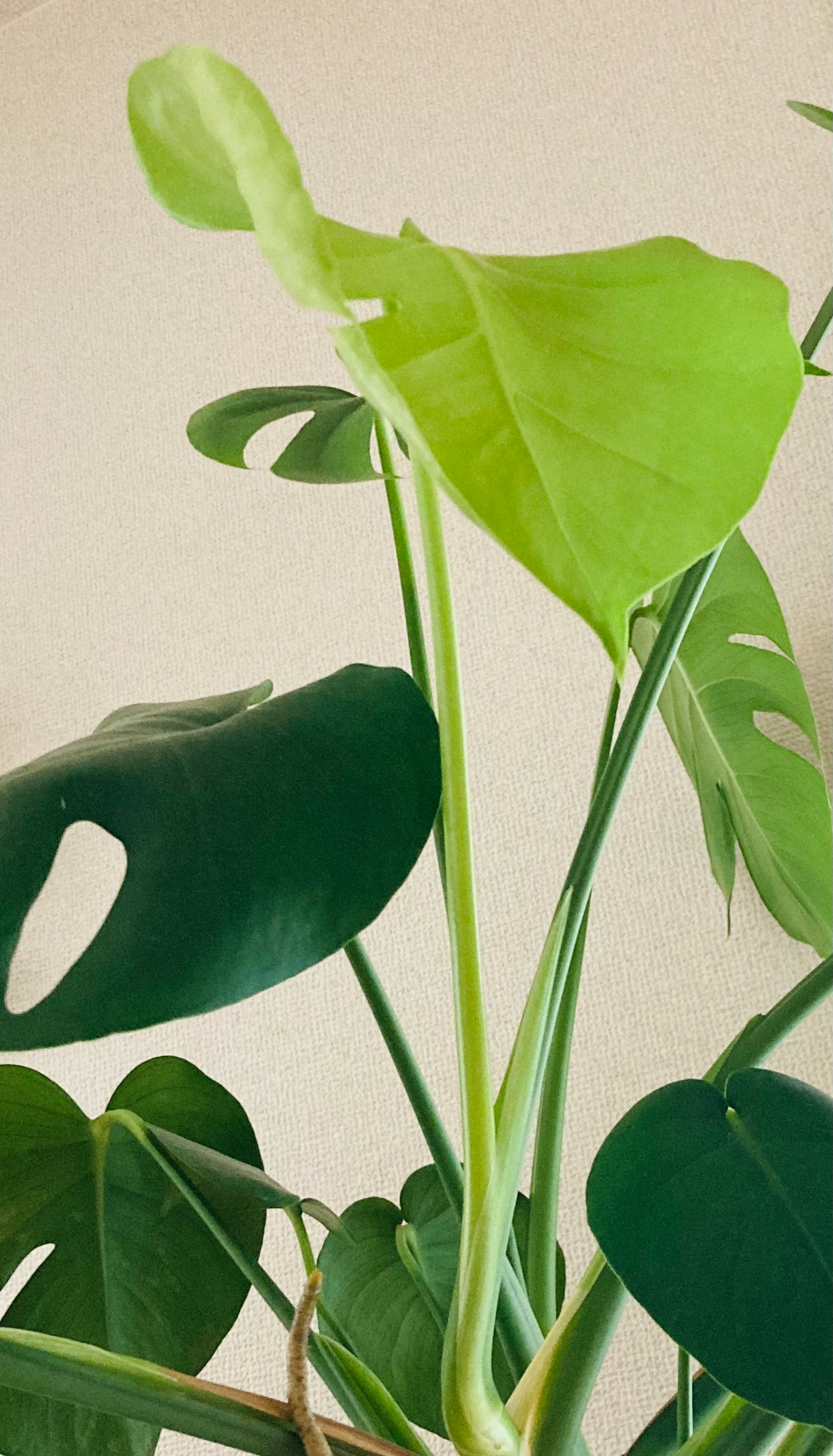 Gros plan sur une plante Monstera avec une nouvelle feuille et une tige verte
