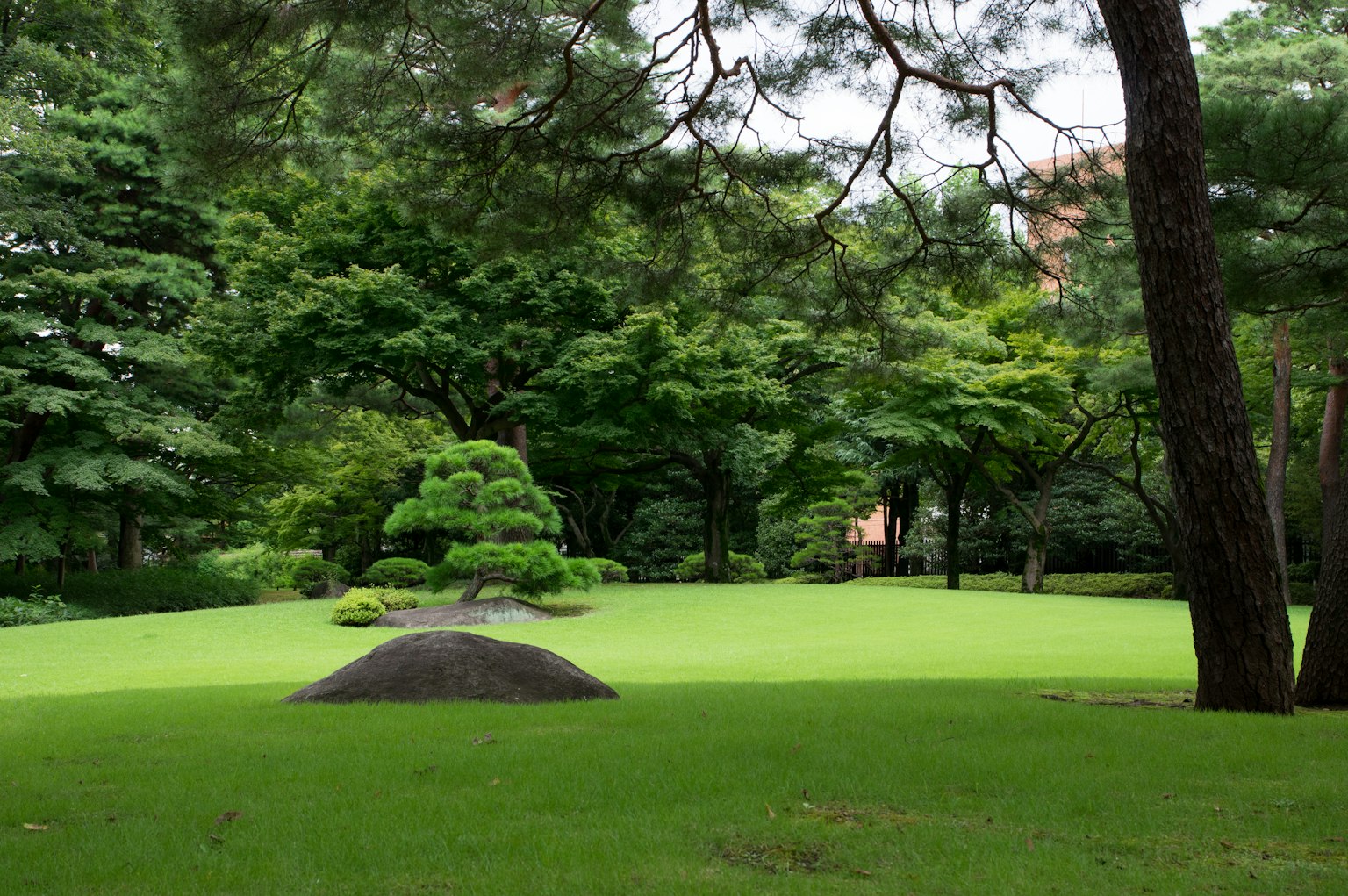 Pemandangan taman Jepang dengan rumput hijau subur dan pepohonan di sekitarnya