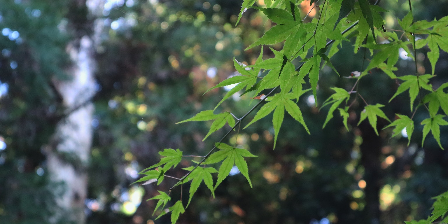 Branche avec des feuilles vertes vives arrière-plan flou de verdure