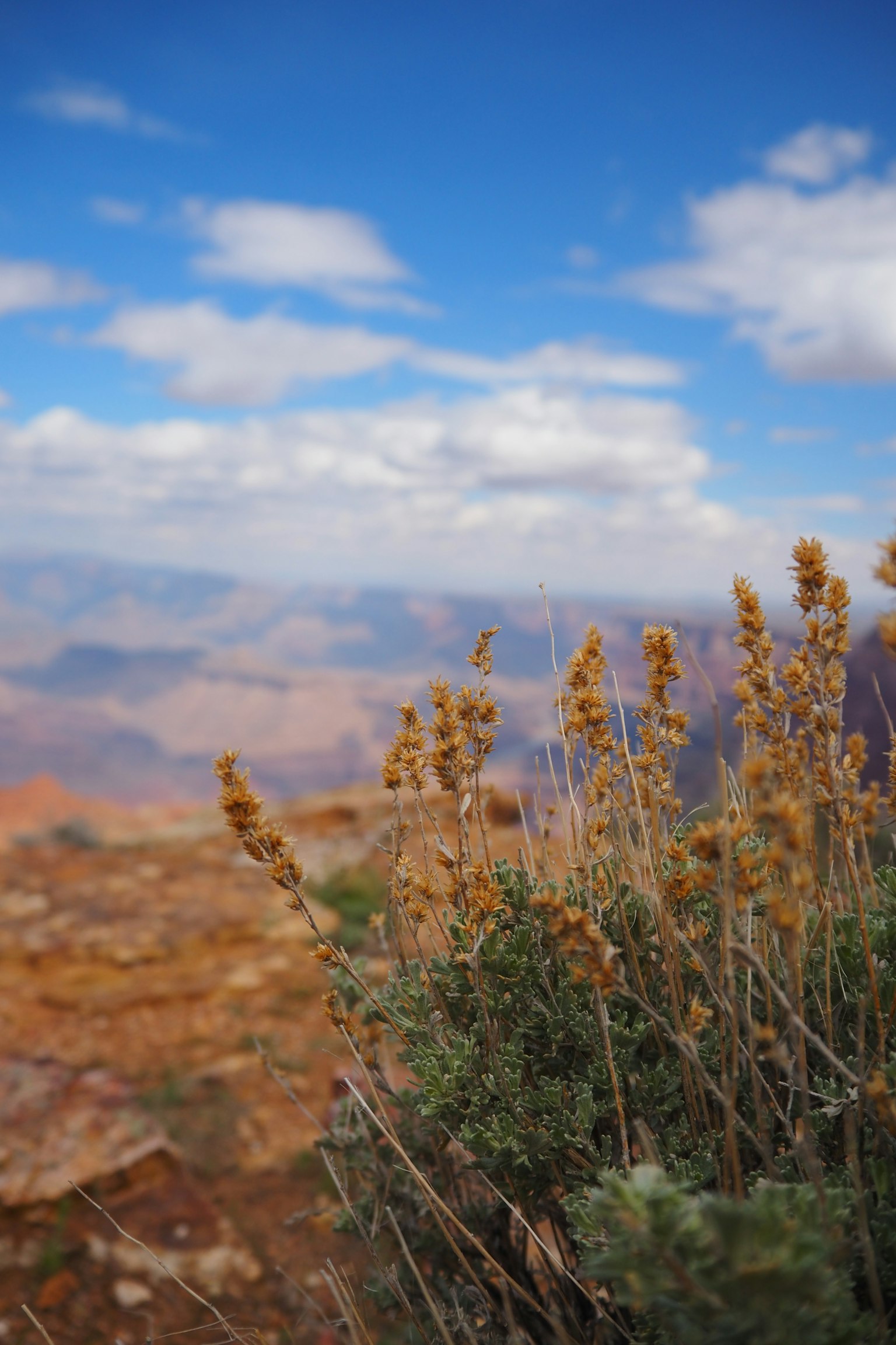 Herbes sèches devant un paysage de montagnes et un ciel bleu