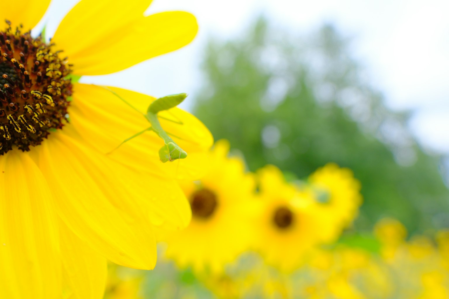 Acercamiento de un girasol vibrante con un pequeño insecto verde en sus pétalos