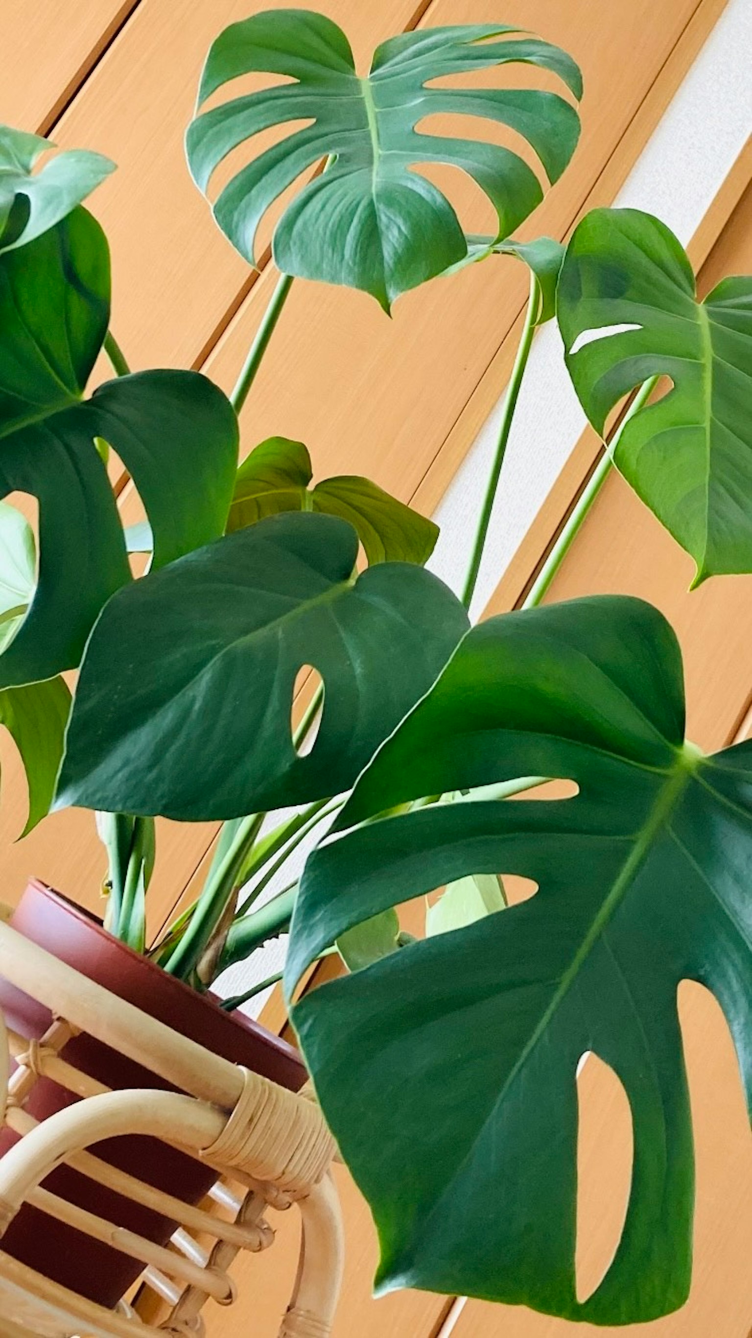 特寫的龜背竹植物，具有獨特的葉子