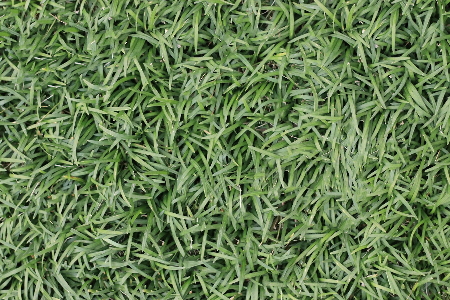 Immagine ravvicinata di erba artificiale verde con sottili fili disposti densamente