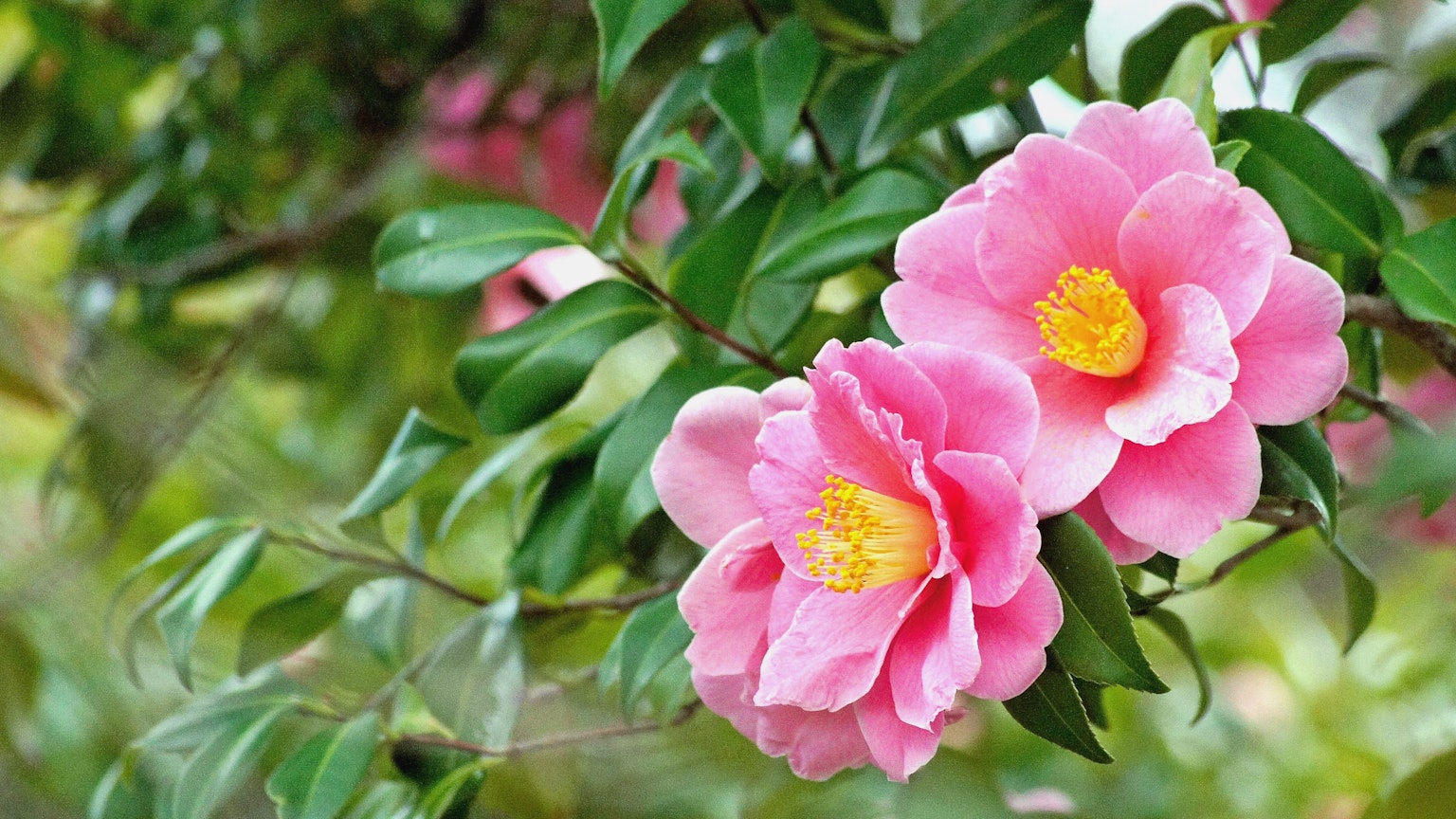 Close-up bunga camellia yang indah dengan kelopak berwarna merah muda dan daun hijau