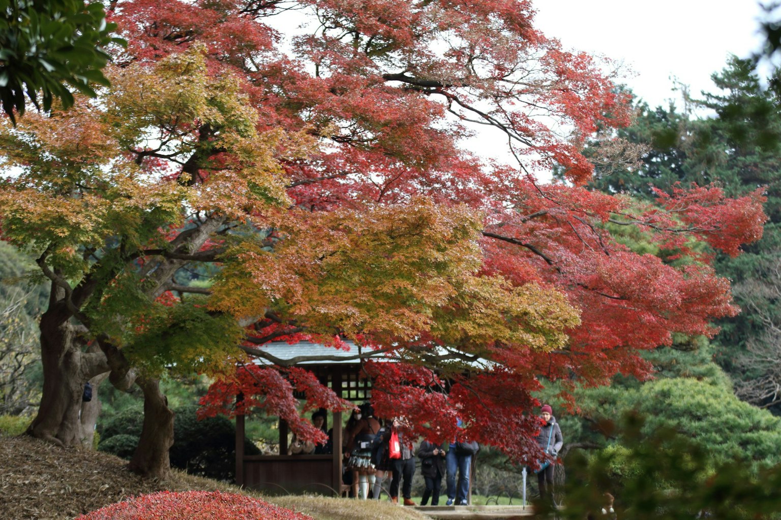 ทิวทัศน์สวนสาธารณะที่มีต้นไม้ฤดูใบไม้ร่วงที่มีสีสันและศาลา