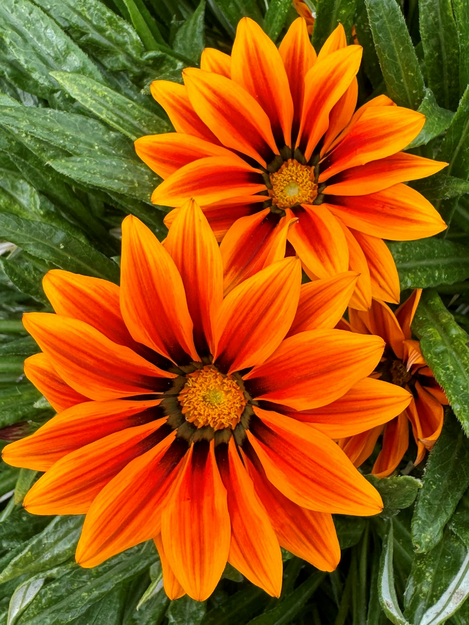 Due fiori arancioni vivaci con petali appuntiti