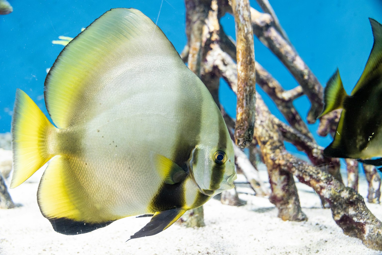 A yellow and gray fish swimming over sandy ocean floor