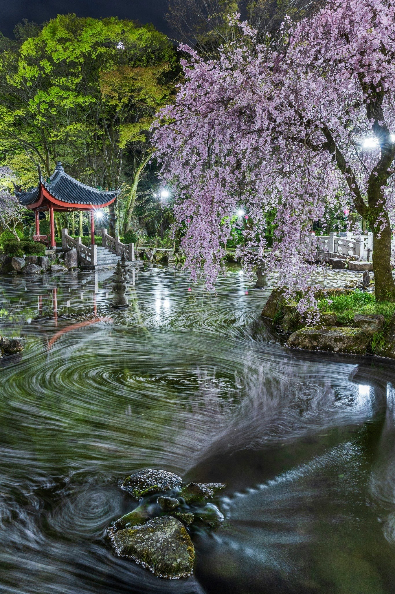枝垂れ桜の花筏が流れる夜の庭園の水面