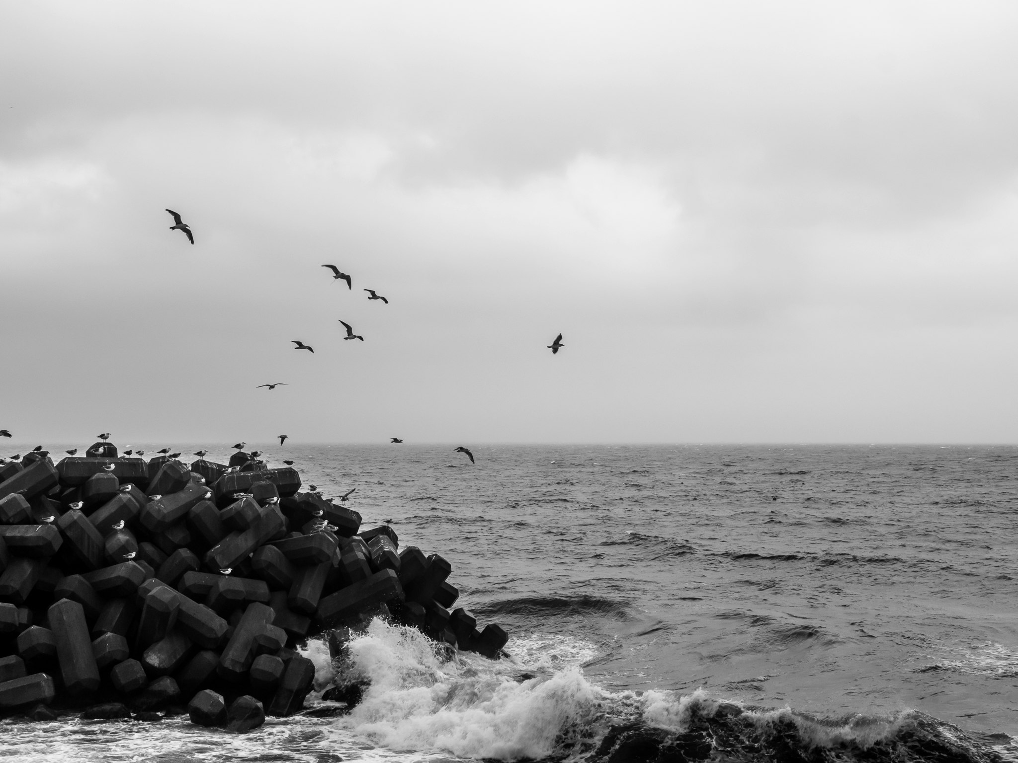防波堤の消波ブロックと海上の鳥