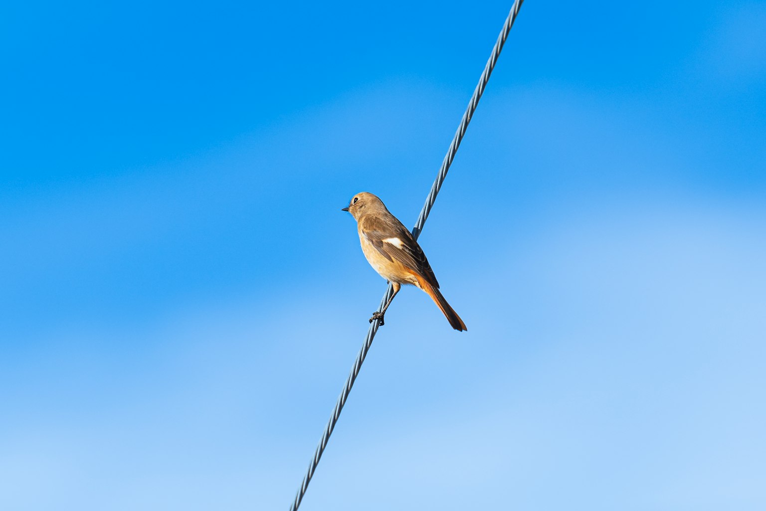 Un piccolo uccello appollaiato su un filo contro un cielo blu