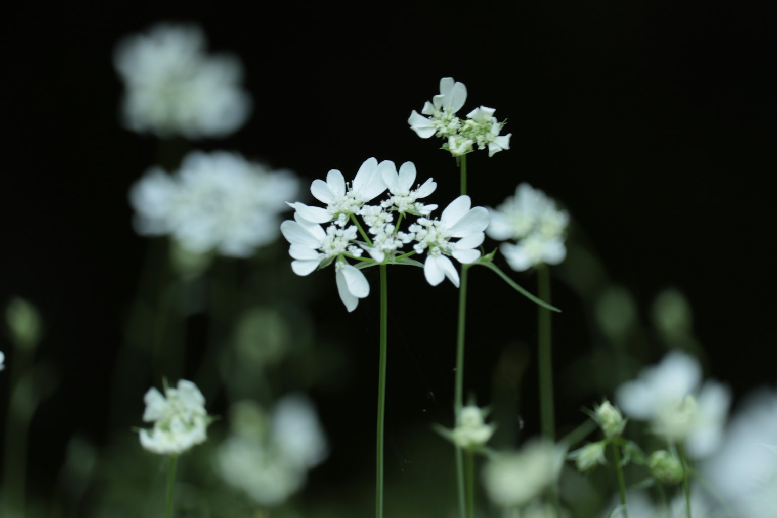 Flores blancas destacando sobre un fondo oscuro