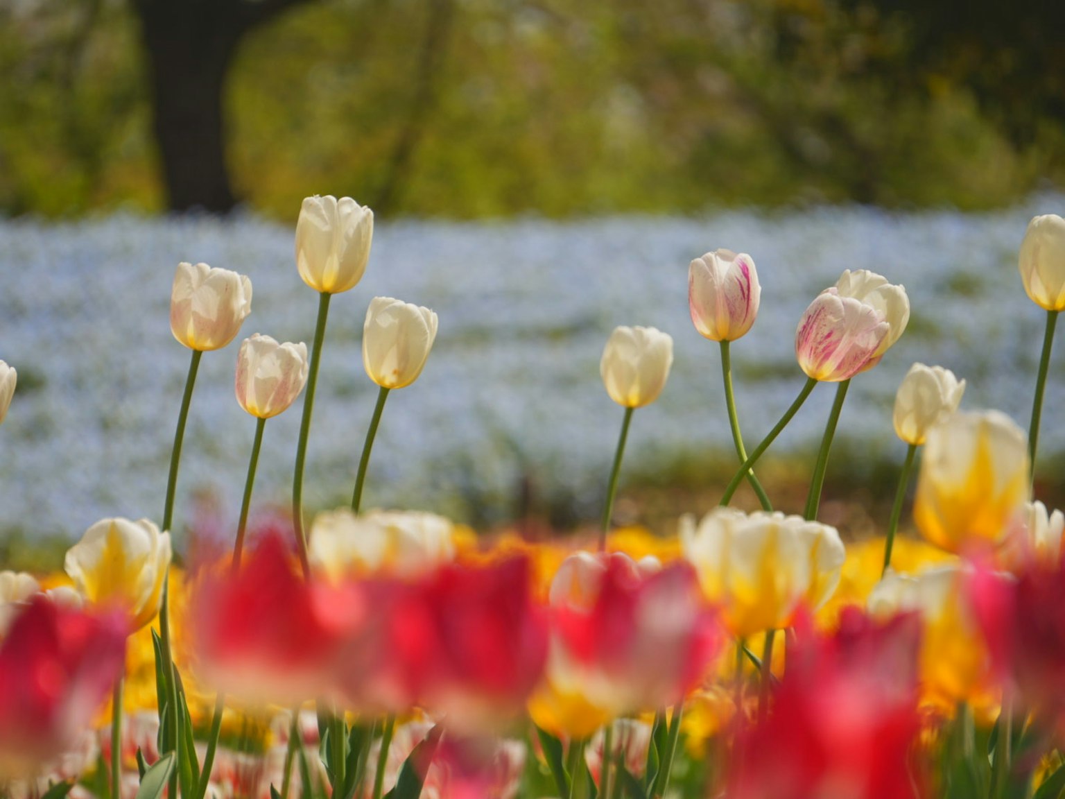 Campo di tulipani colorati con fiori in fiore in primo piano