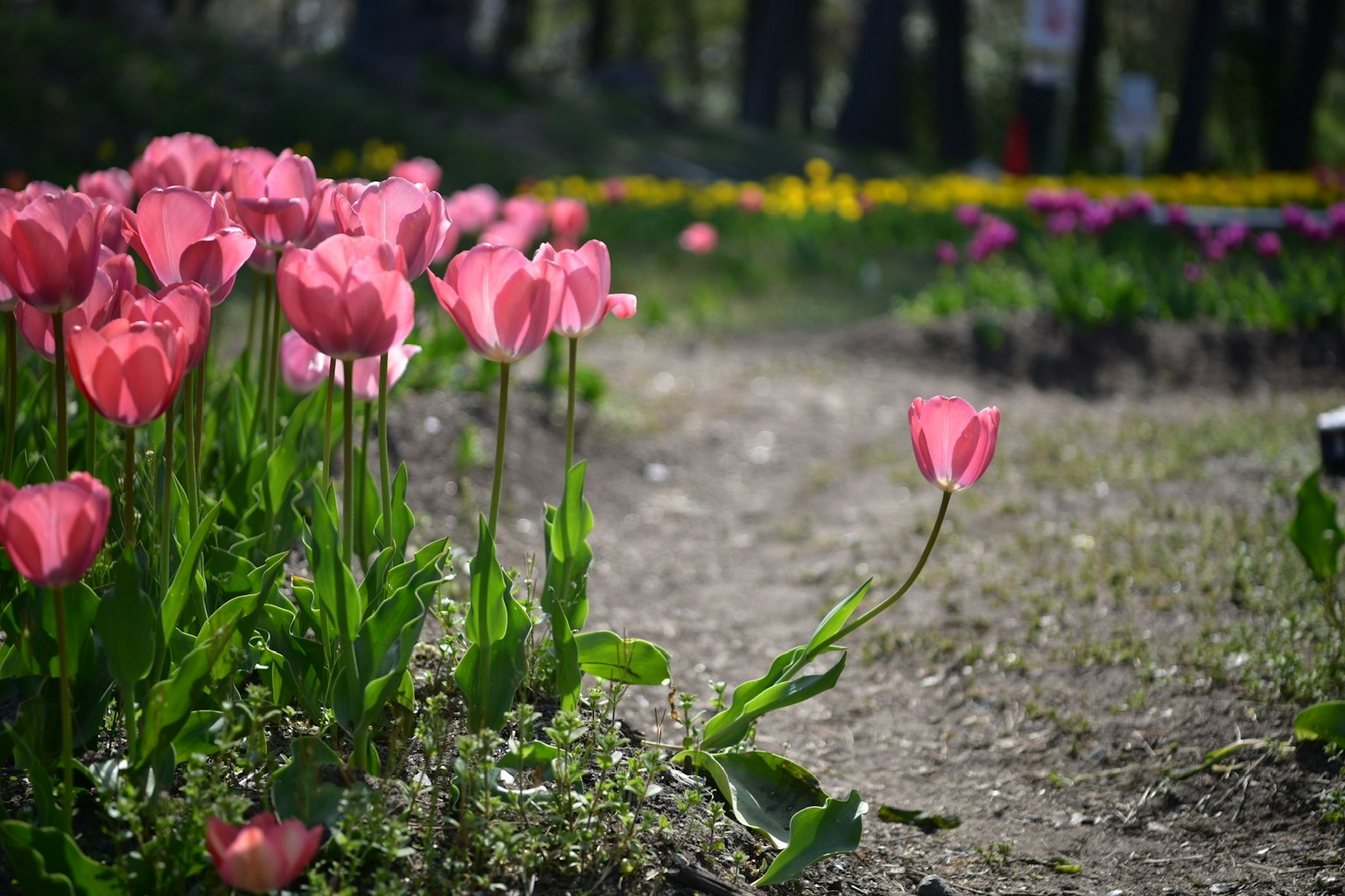 Lebendige Tulpen blühen in einem Garten