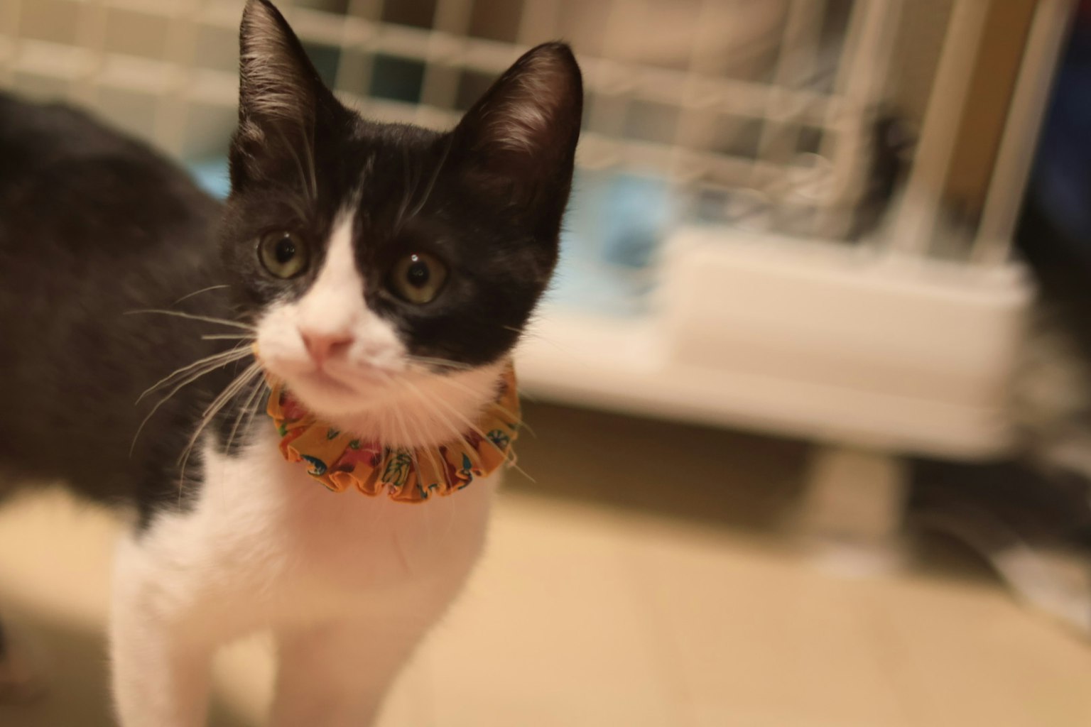 Gatto bianco e nero con un collare colorato