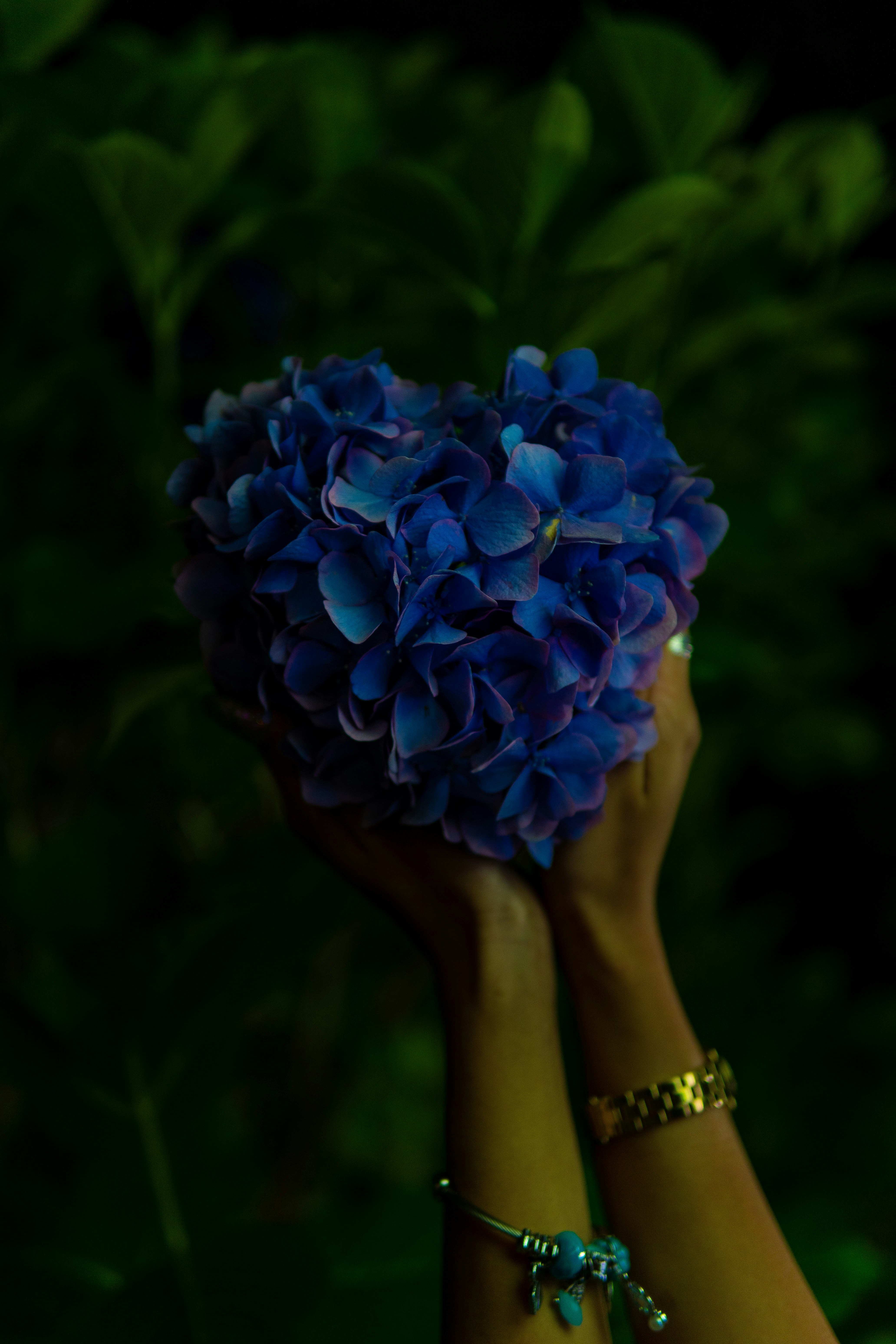 暗い背景で青いアジサイの花束を持つ手