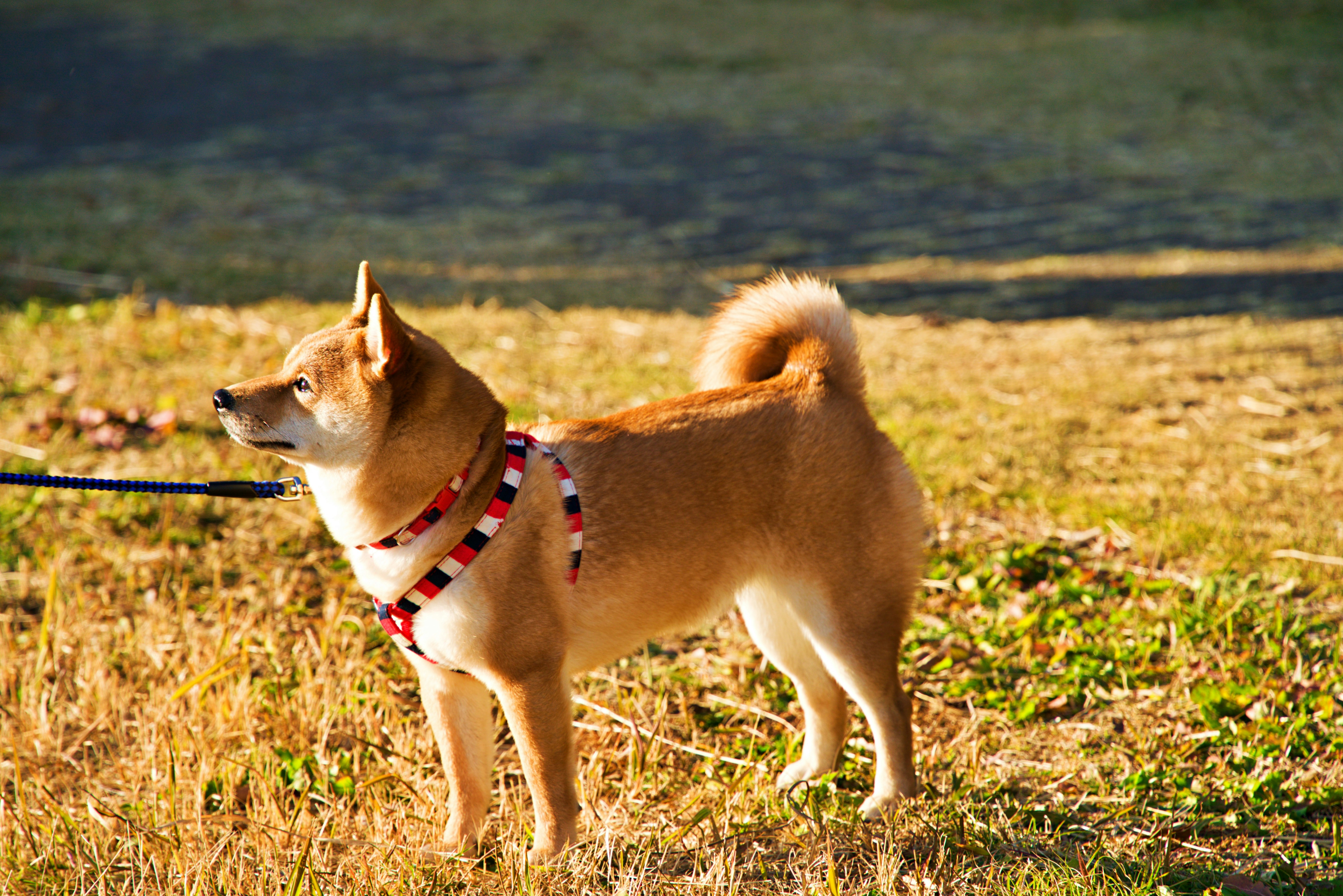 草地でリードをくわえた柴犬の散歩