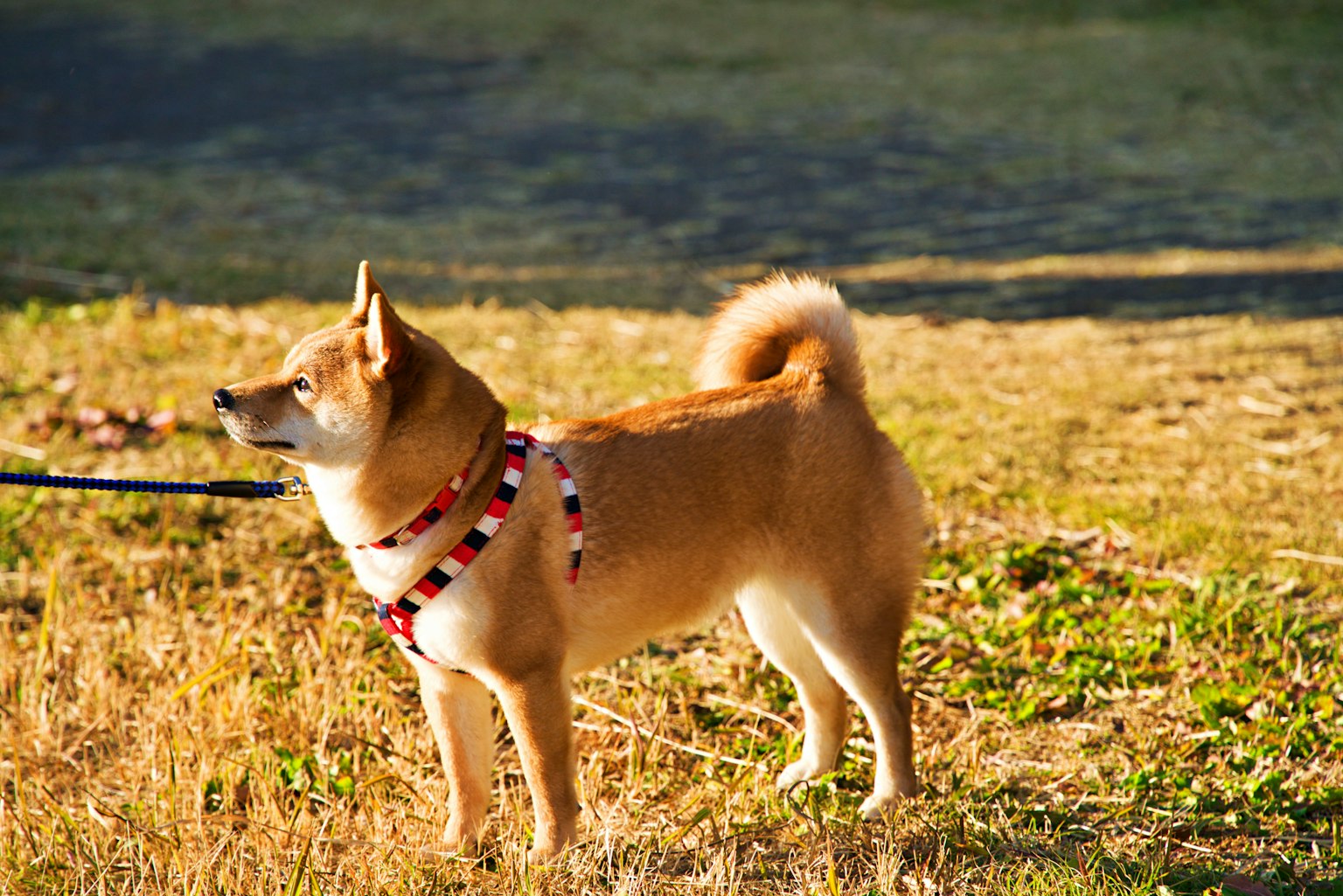 陽光下站著的柴犬，穿著彩色背帶