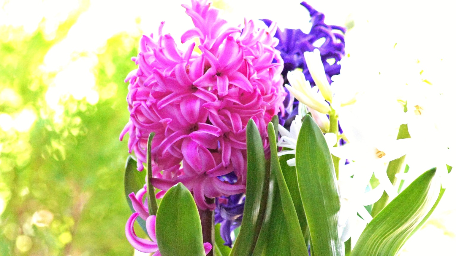 鲜艳的粉色和紫色风信子花与绿色叶子