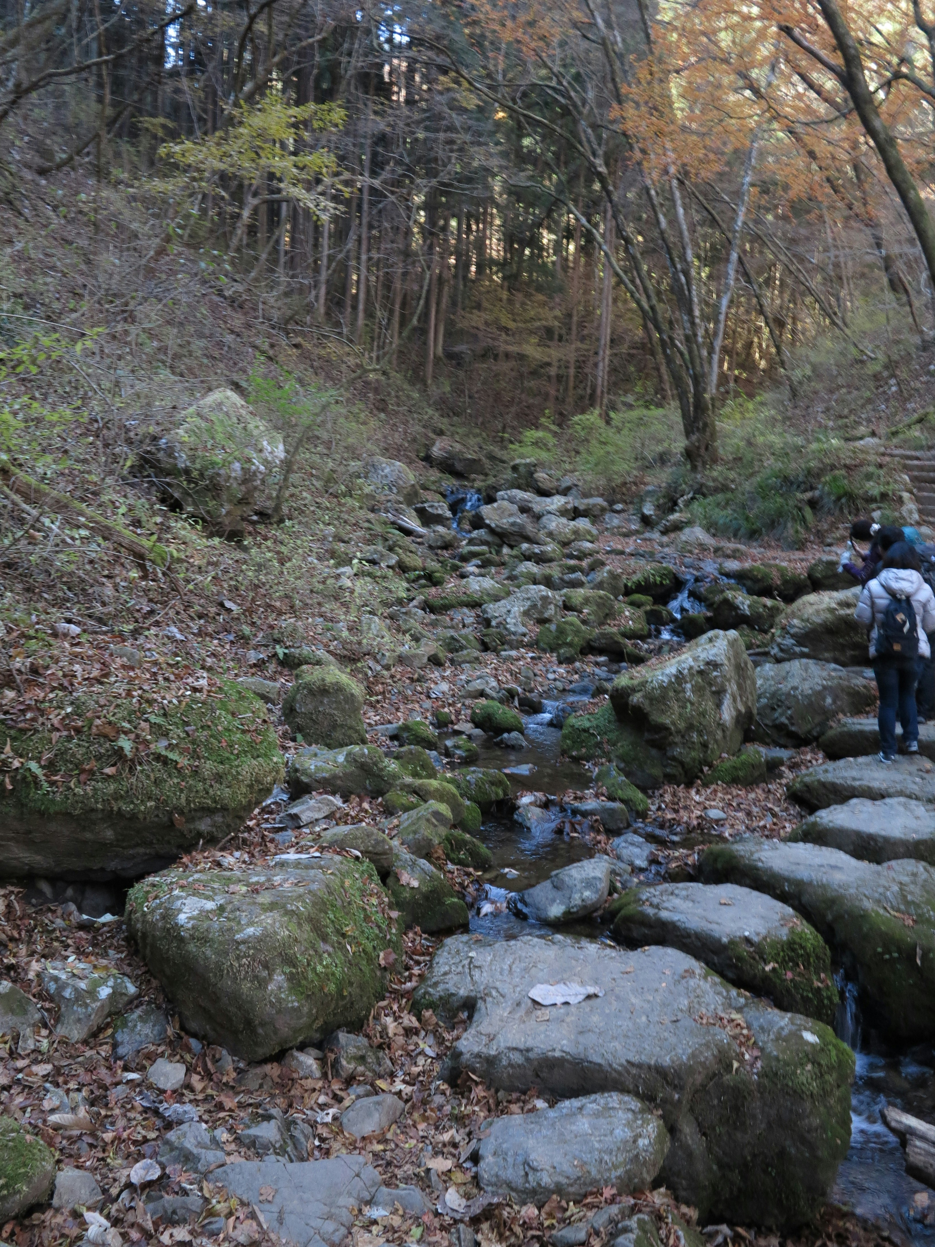 落ち葉の森の小川沿いの岩場と人