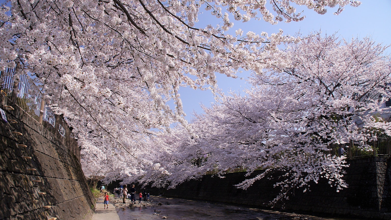 벚꽃 나무가 있는 아름다운 풍경과 산책하는 사람들