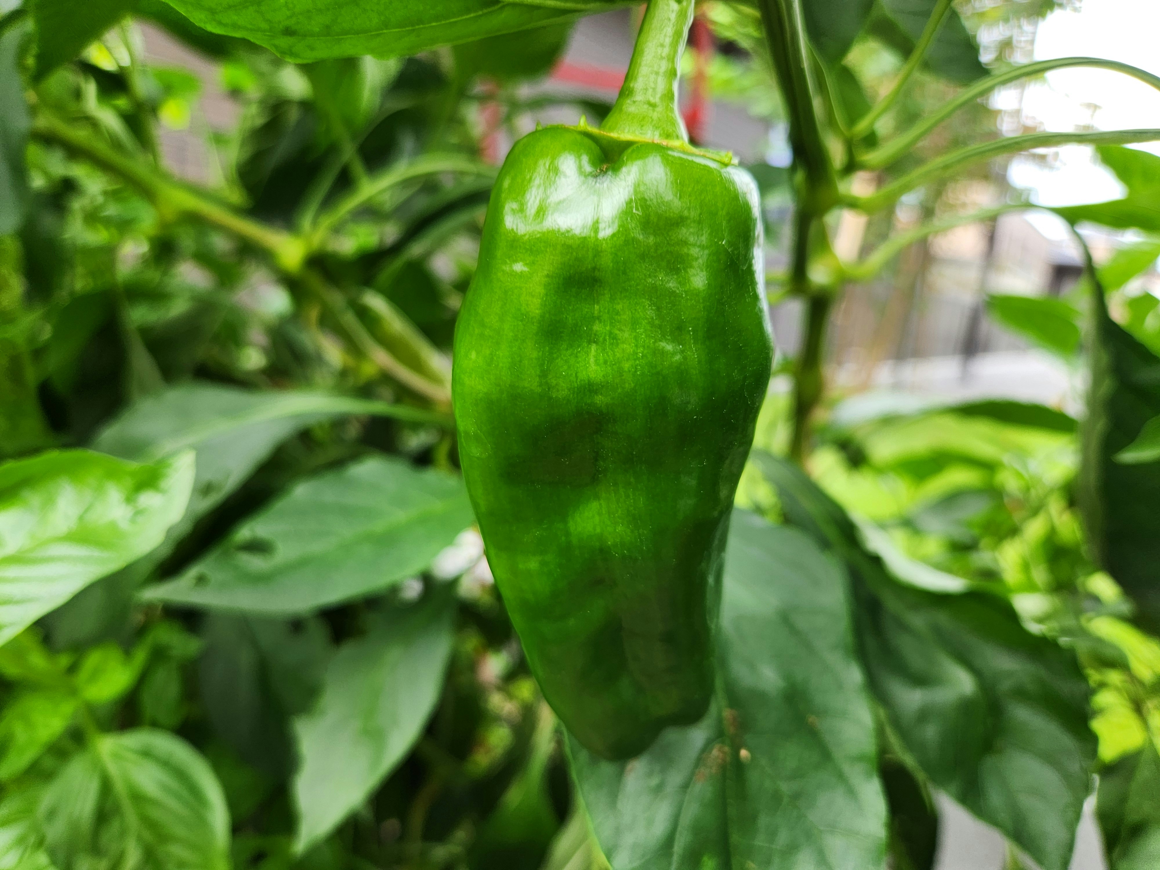 Piment vert suspendu parmi des feuilles luxuriantes image