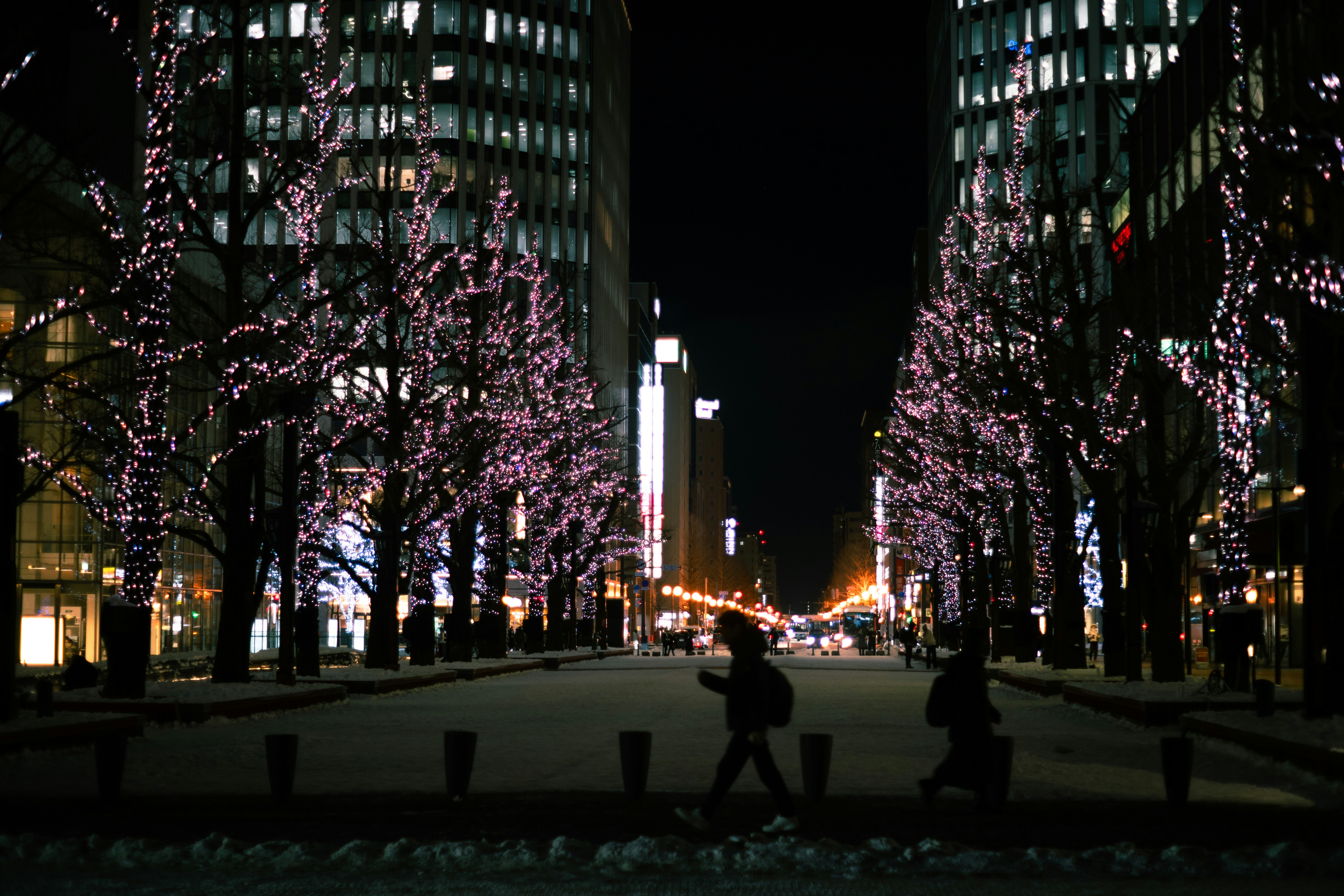 冬の夜桜が並ぶ街路のイルミネーション