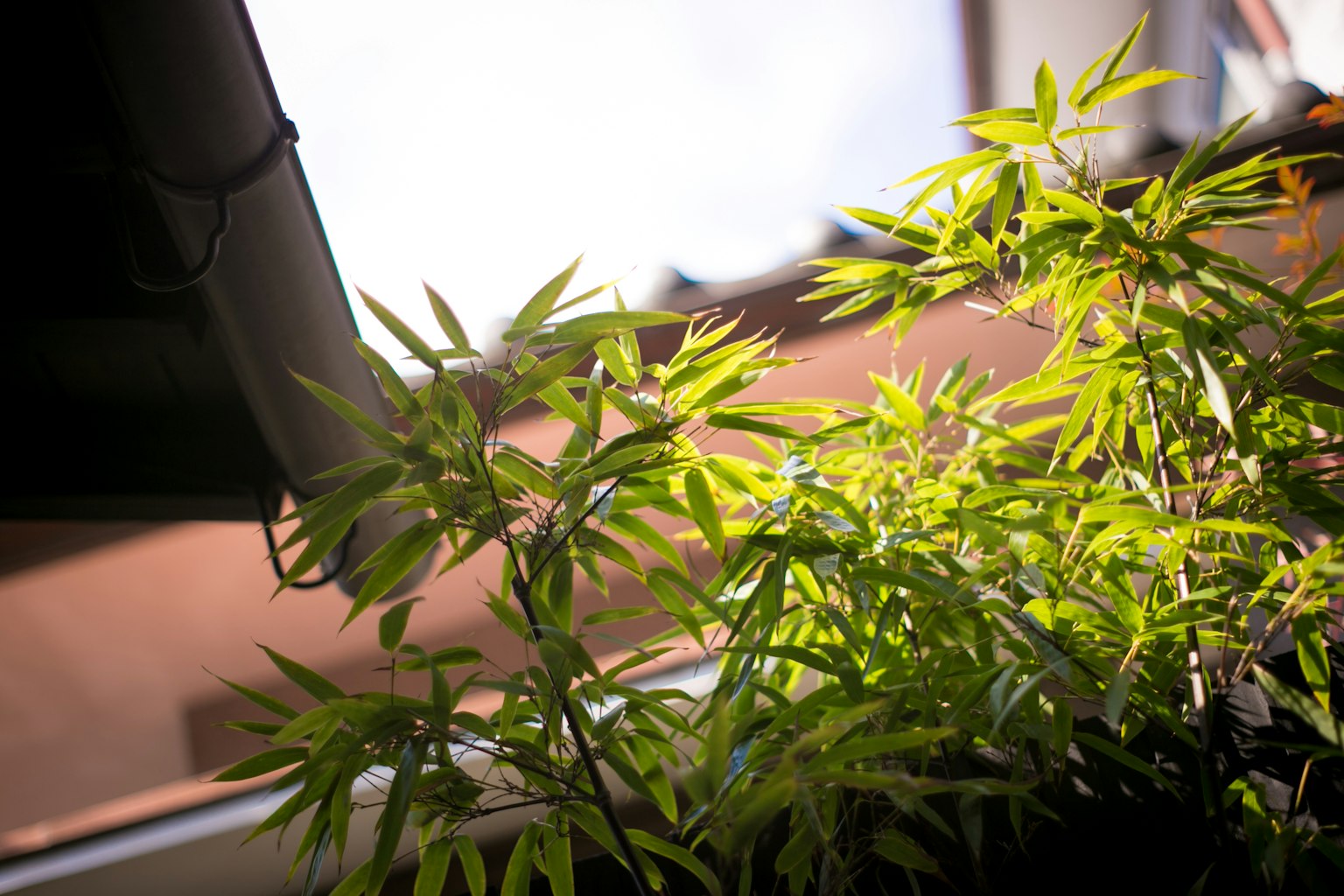 Close-up of lush green leaves in bright light