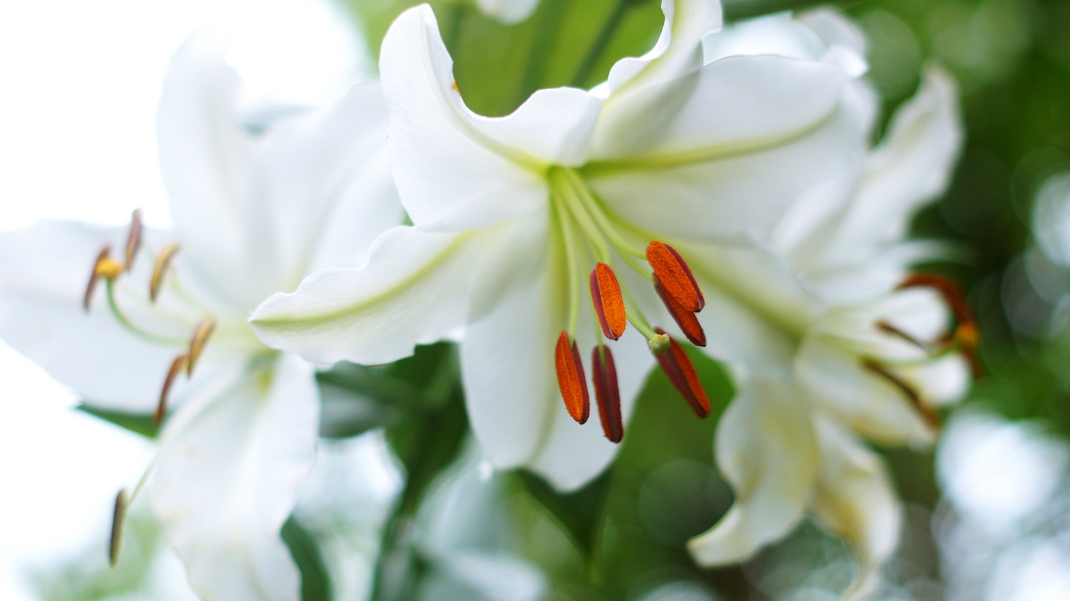 Close-up image of blooming white lily flowers