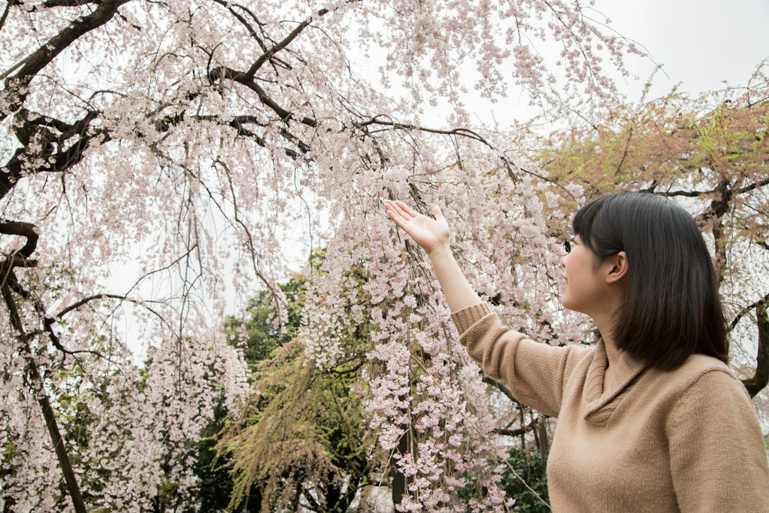 Una mujer extendiendo la mano hacia un árbol de cerezo en flor