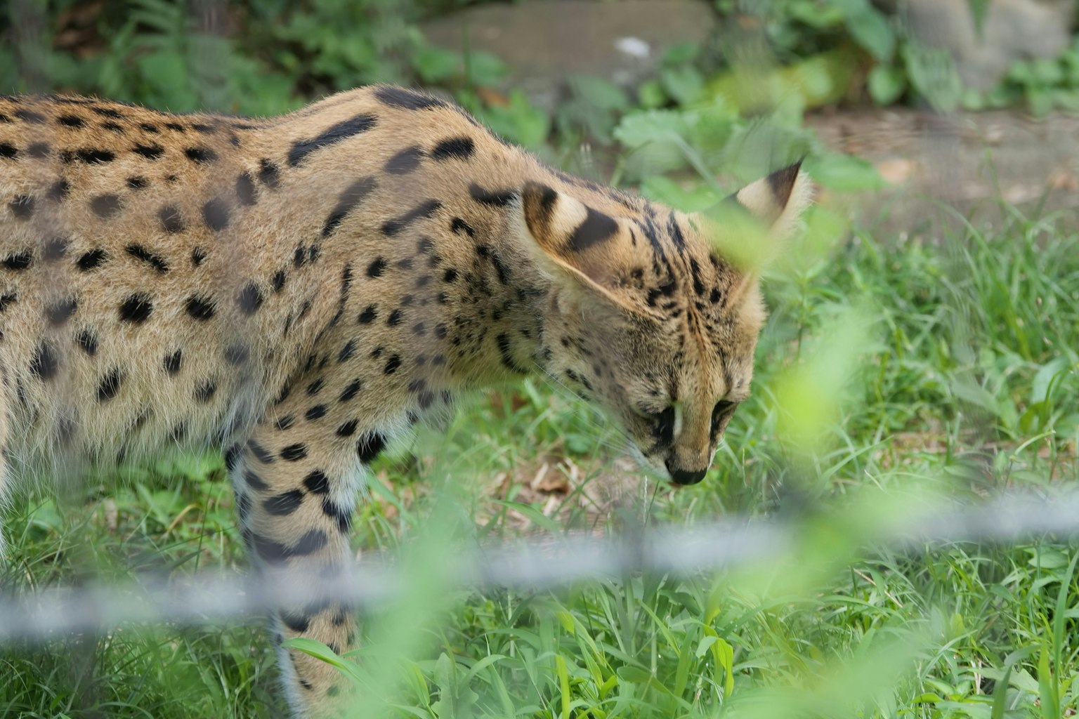 A serval cat looking down in the grass