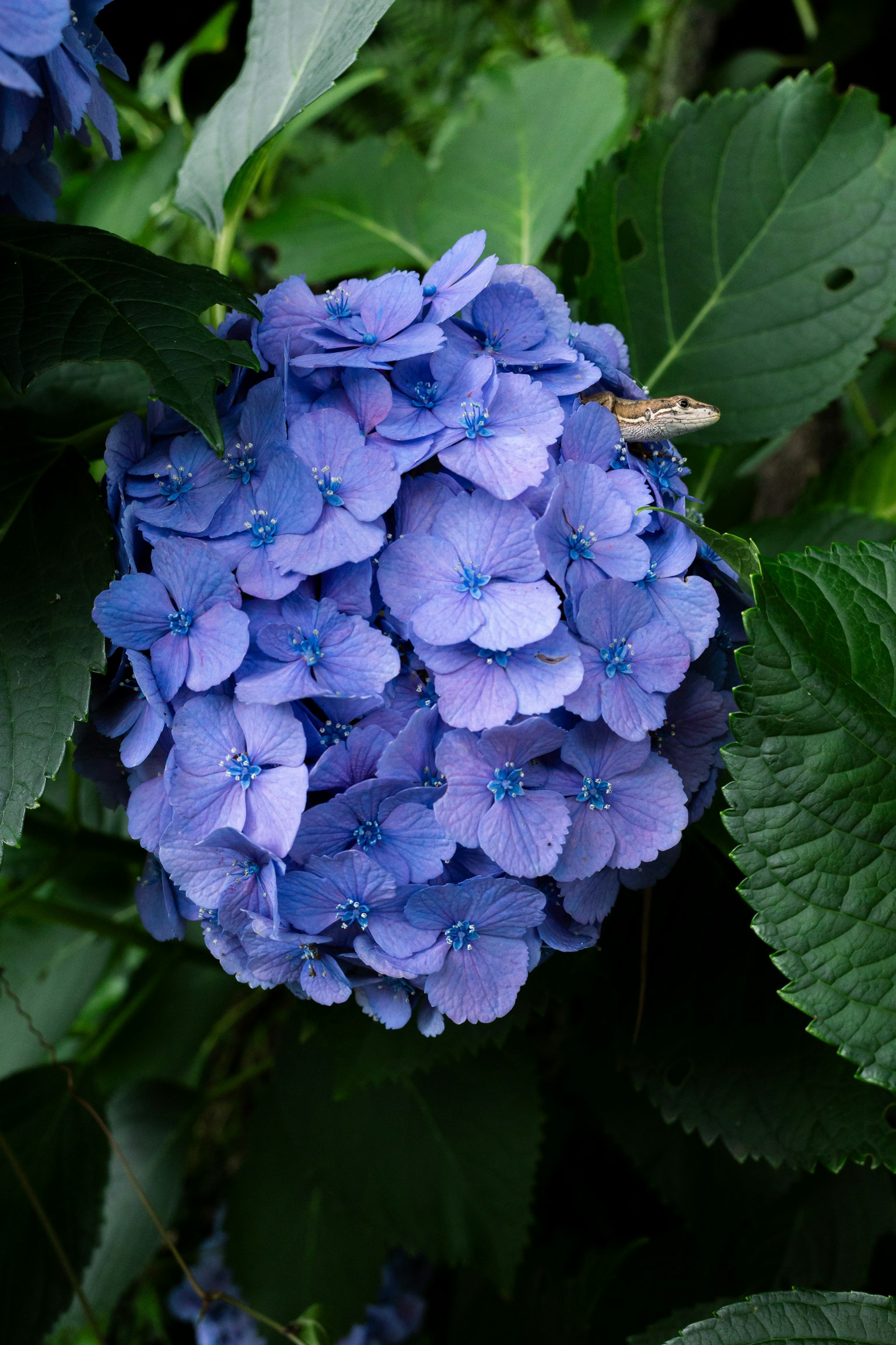 Cluster of blue hydrangea flowers surrounded by green leaves