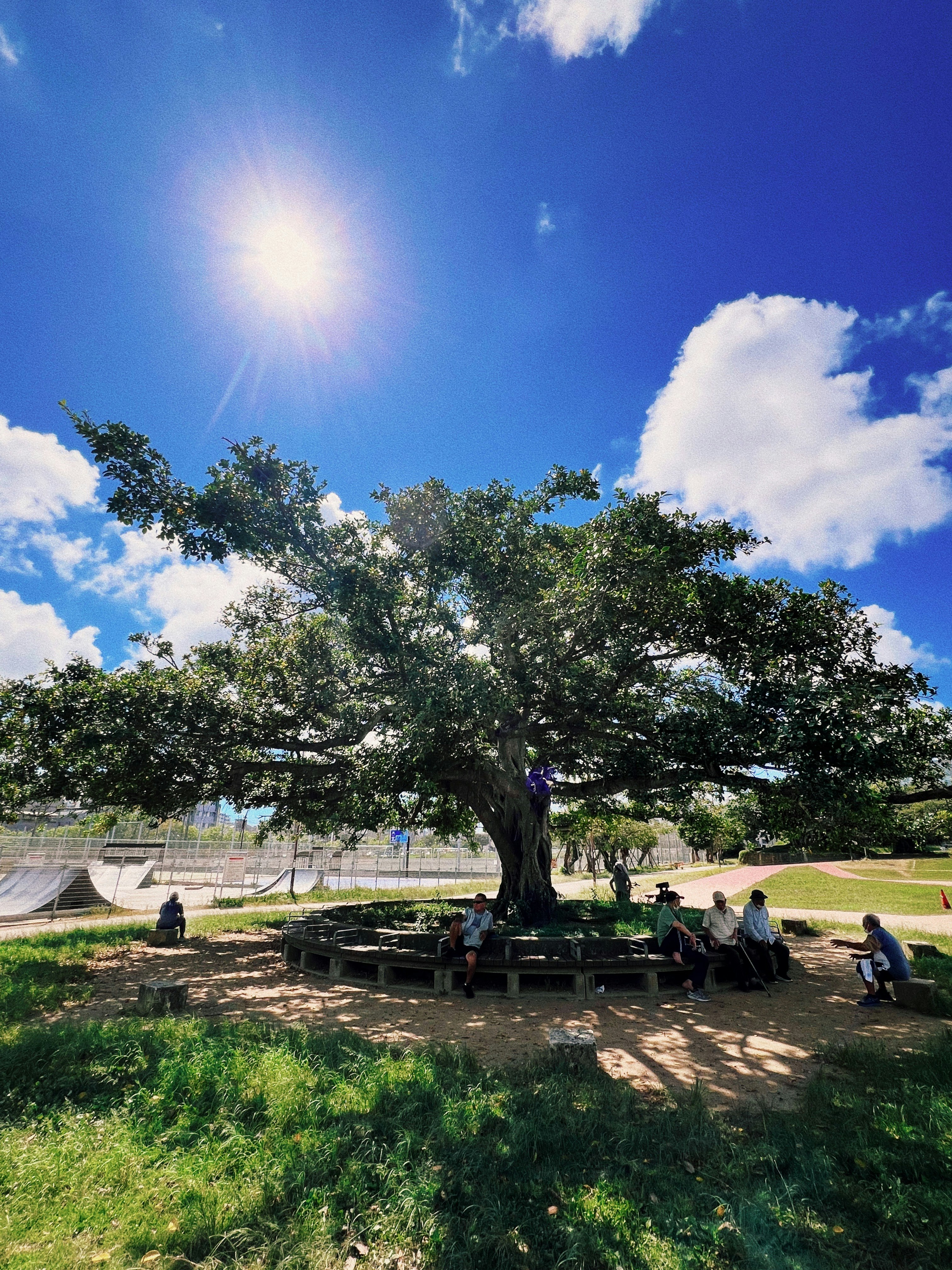 夏の強い日差しの下で大きなガジュマルの木の下に人が集まる井戸端会議の風景