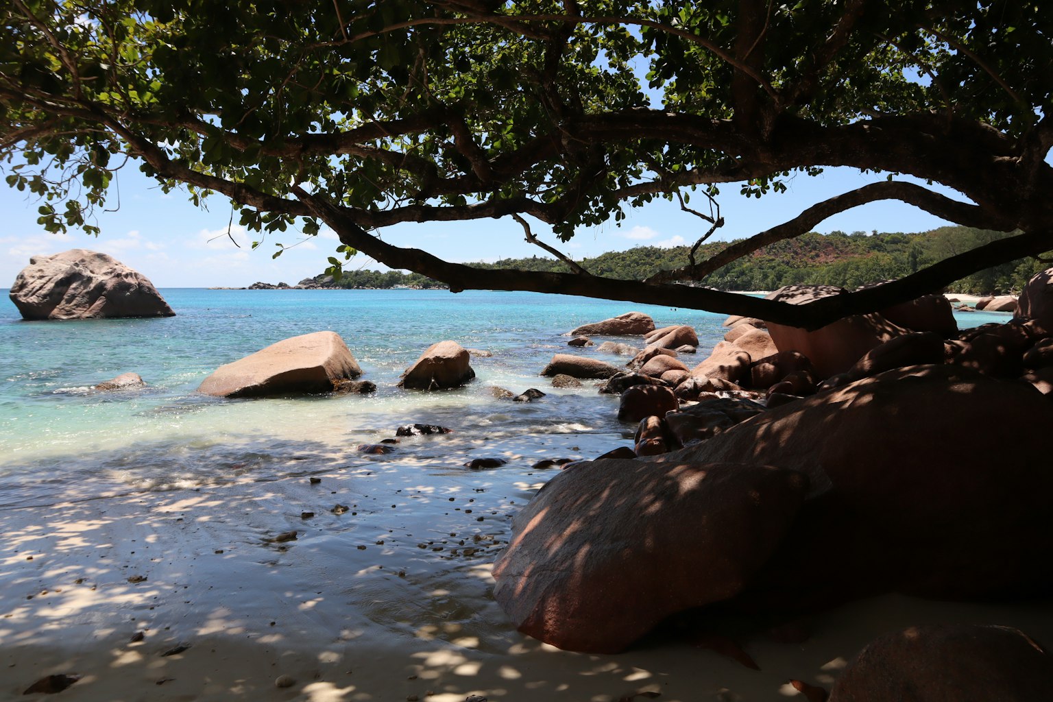 Beach scene with clear blue water and rocks view from under a large tree