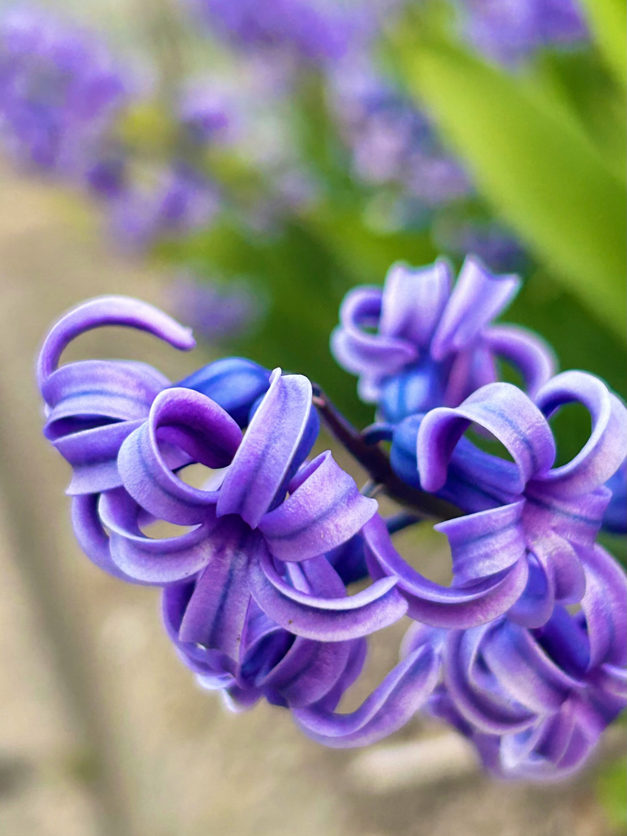 紫のヒアシンスの花のクローズアップ