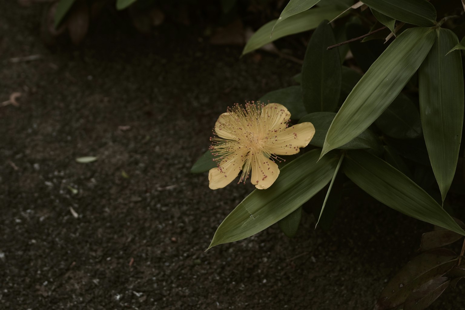 Primo piano di un fiore giallo con foglie verdi