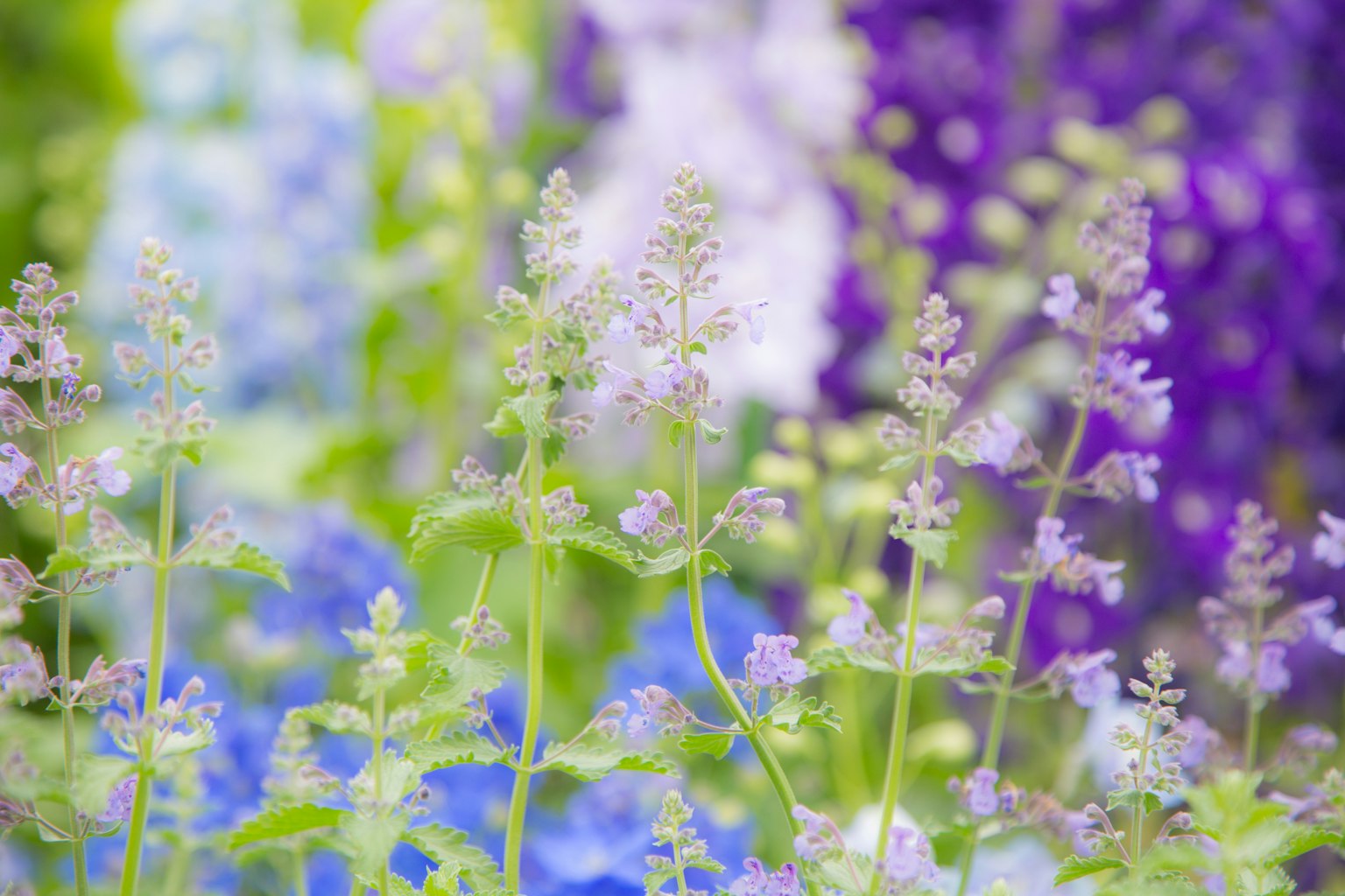 Acercamiento de flores coloridas en un jardín vibrante