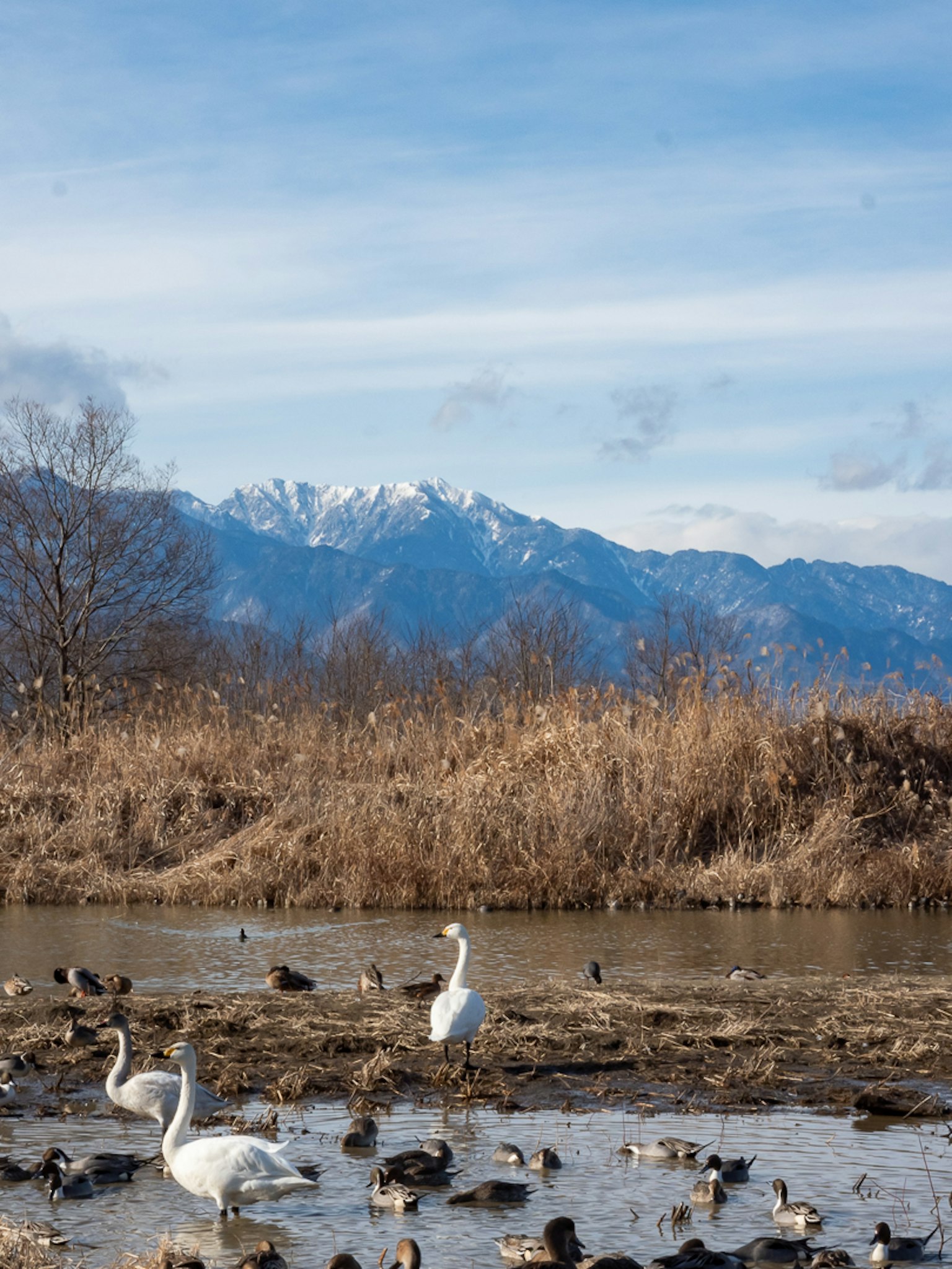 Schwäne und Wasservögel in einem Feuchtgebiet mit schneebedeckten Bergen im Hintergrund