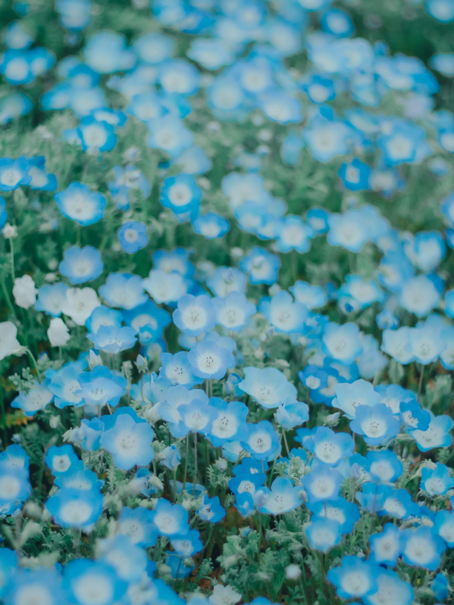 Un champ de fleurs bleues en pleine floraison avec des pétales délicats